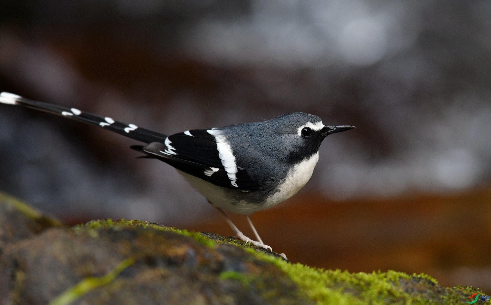 DSC_2689.jpg