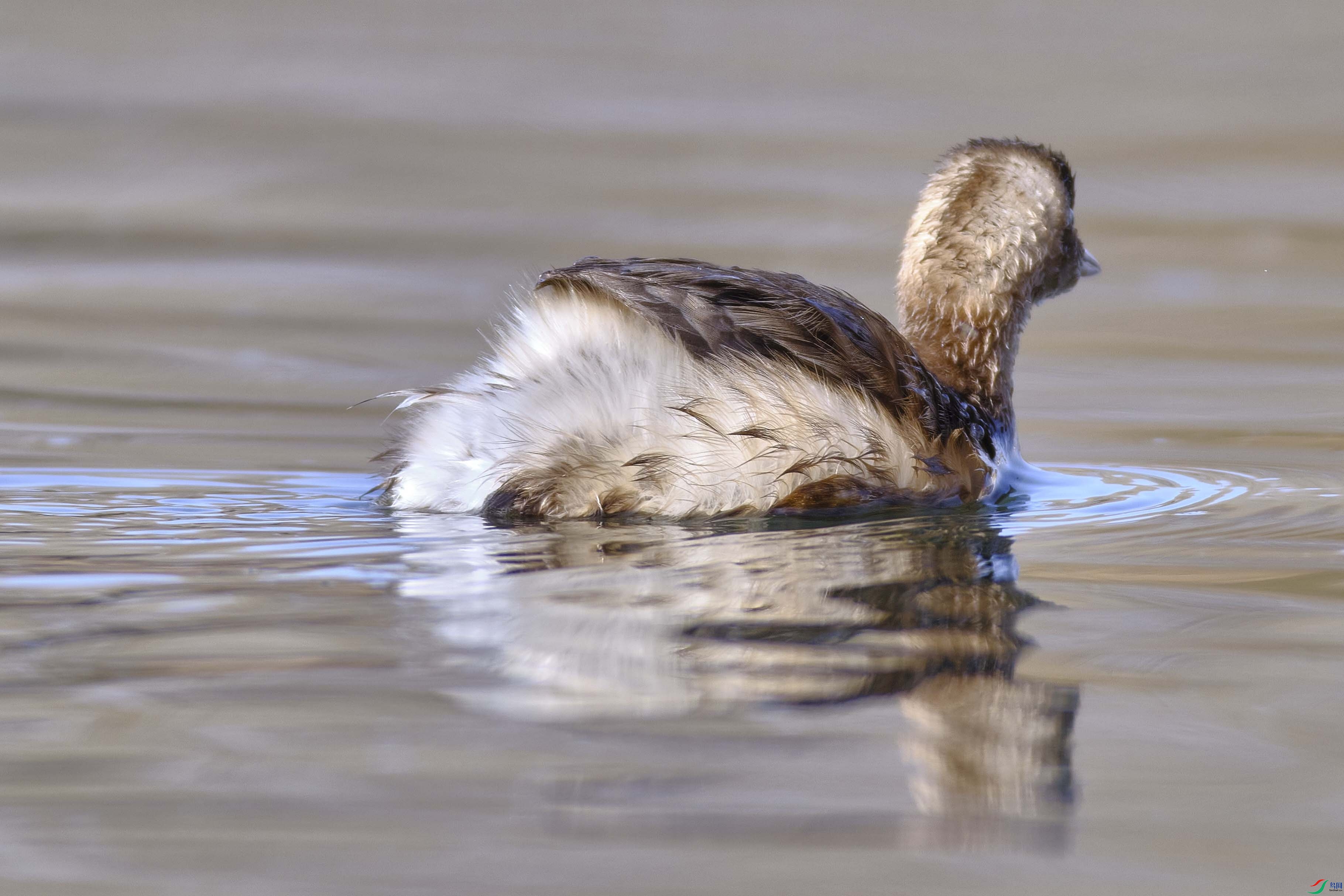 С䴙䴘����ë