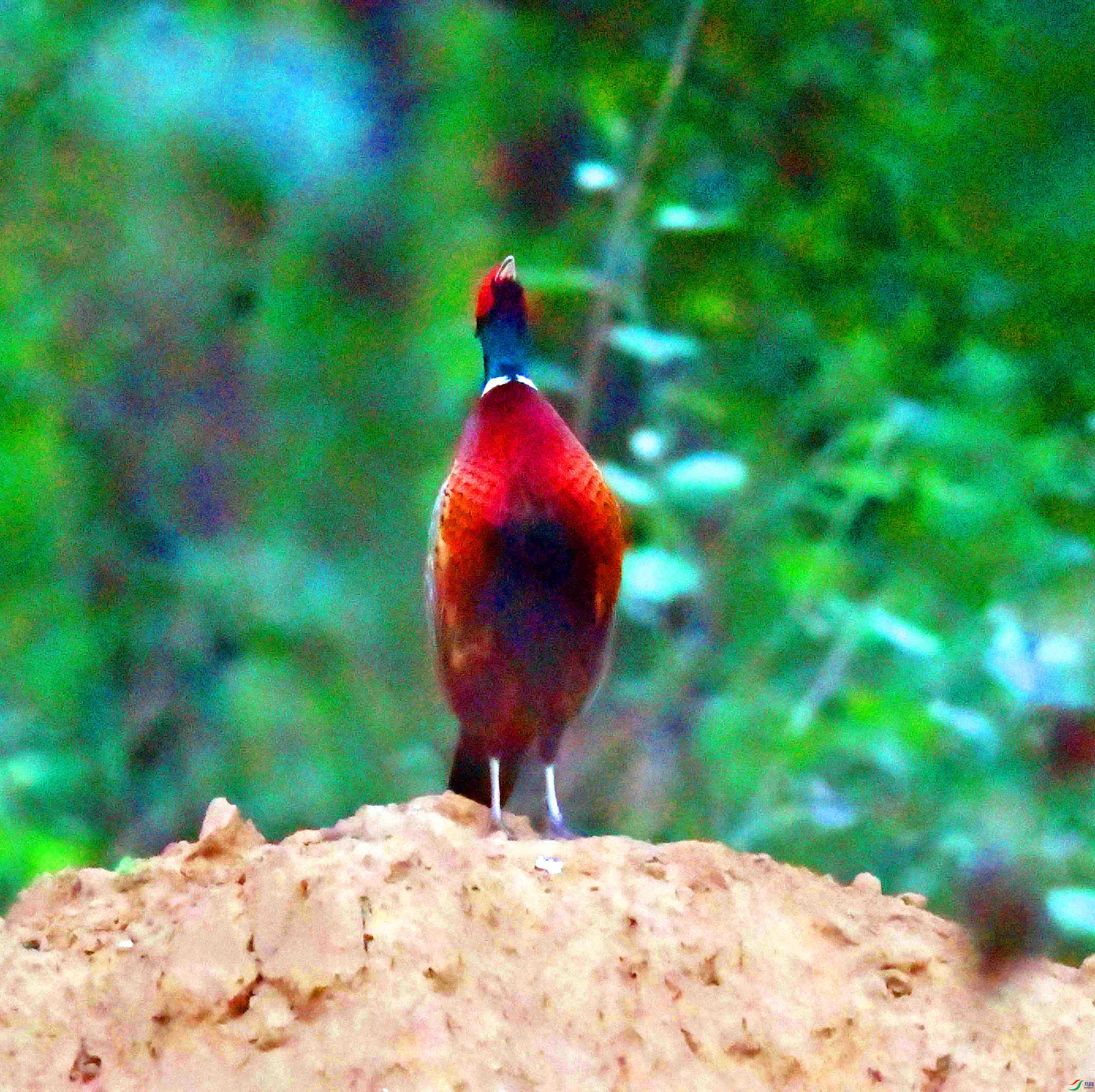 DSC_4241.JPG