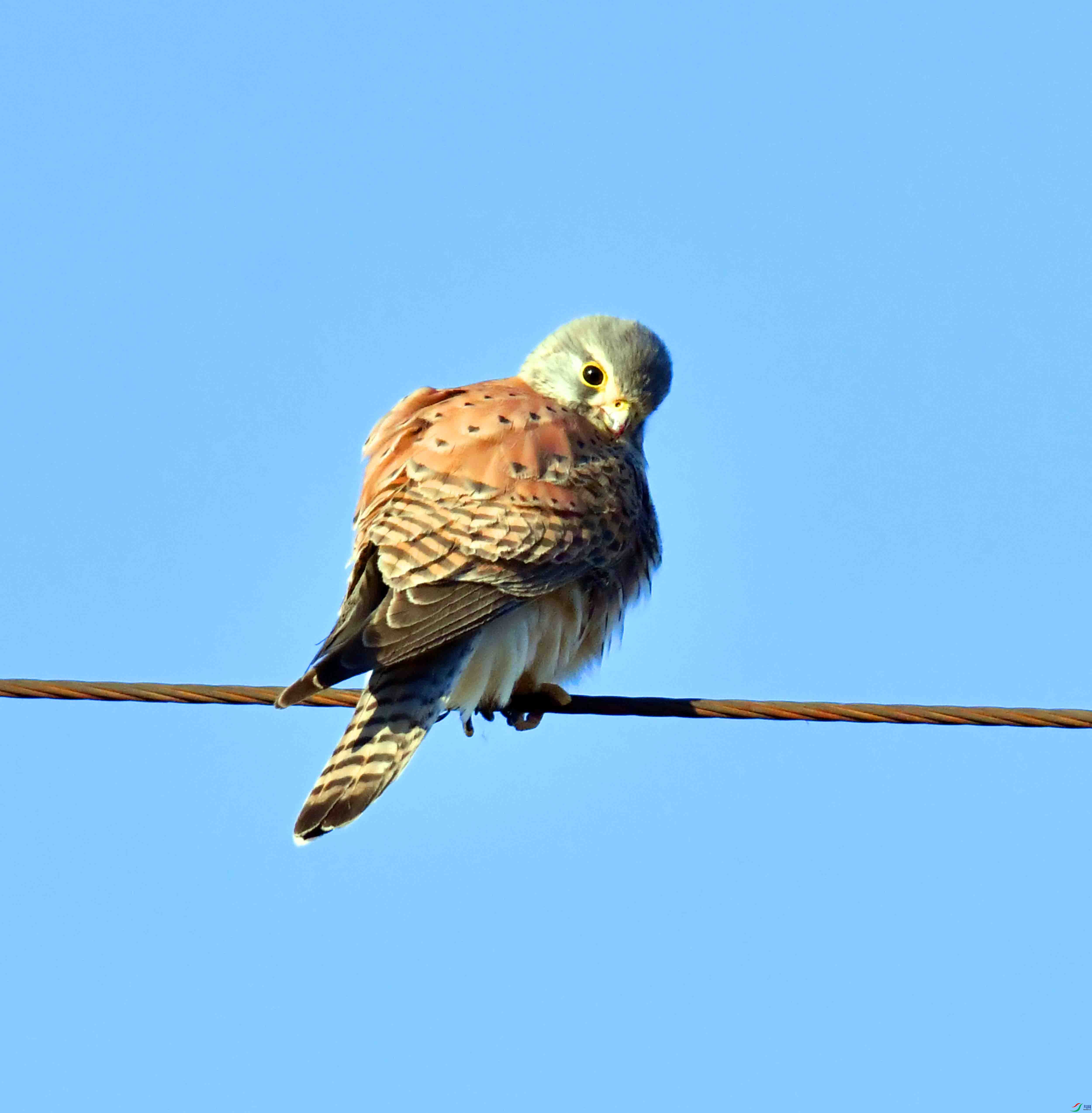 DSC_6867.JPG