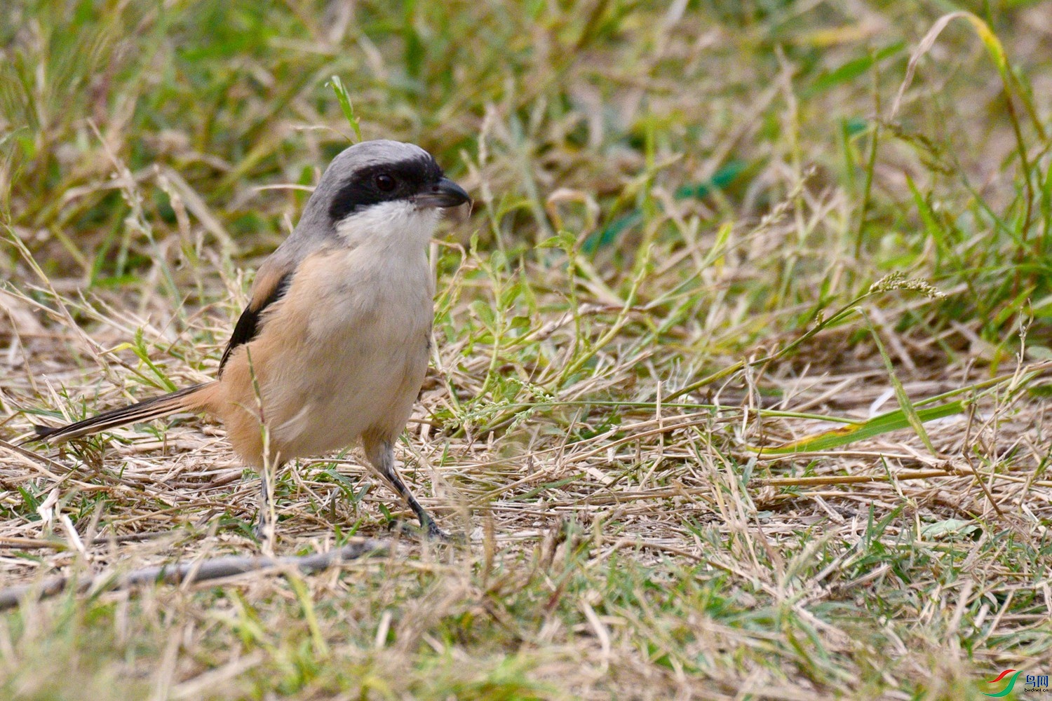 DSC_3614.JPG