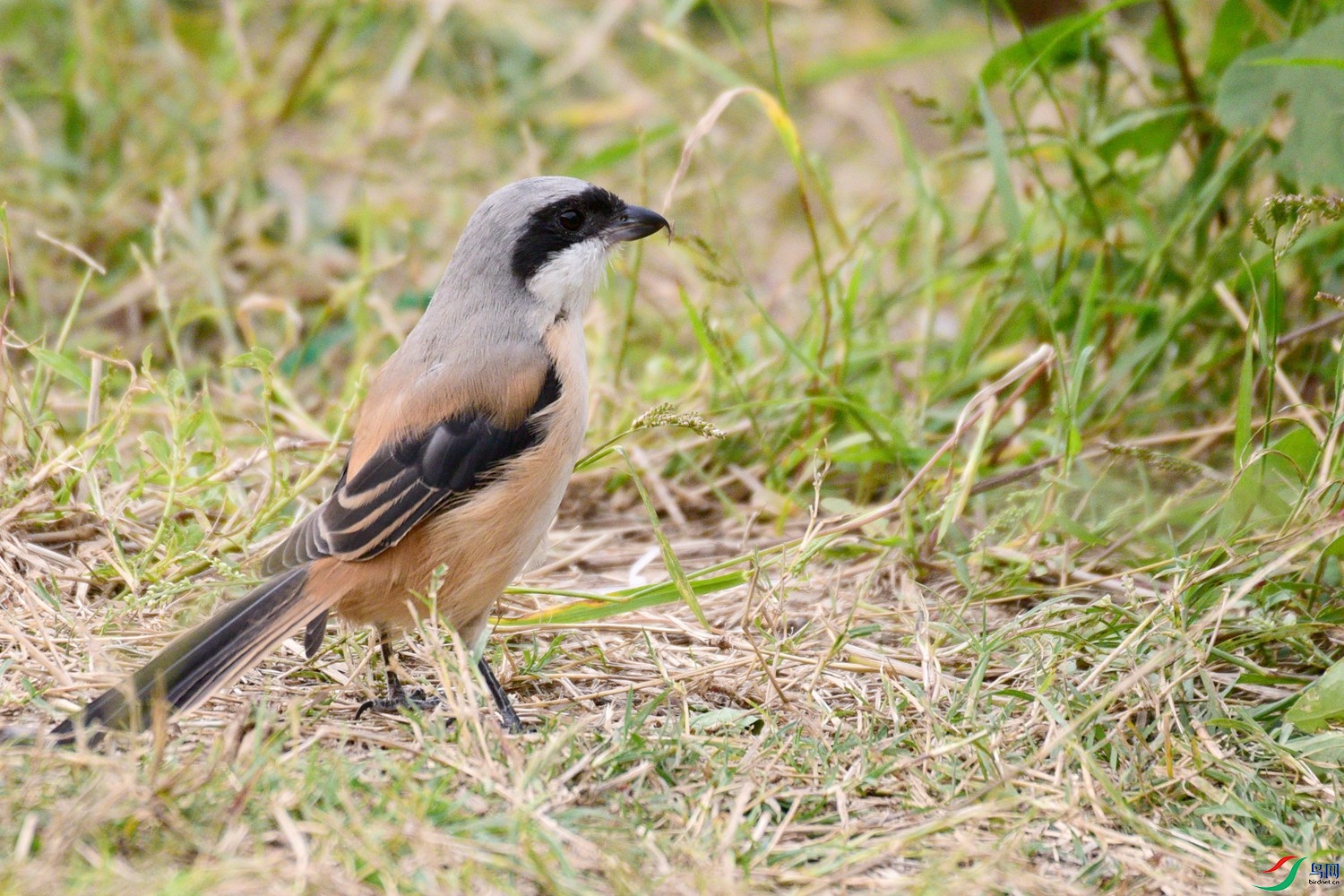 DSC_3619.JPG