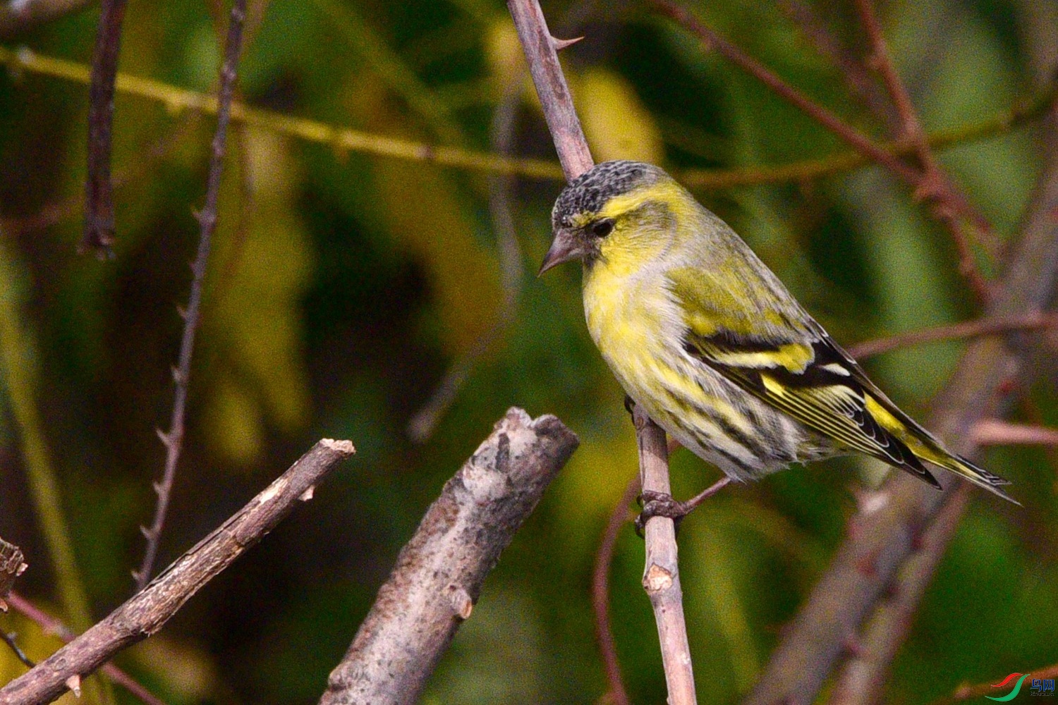 DSC_6212.JPG