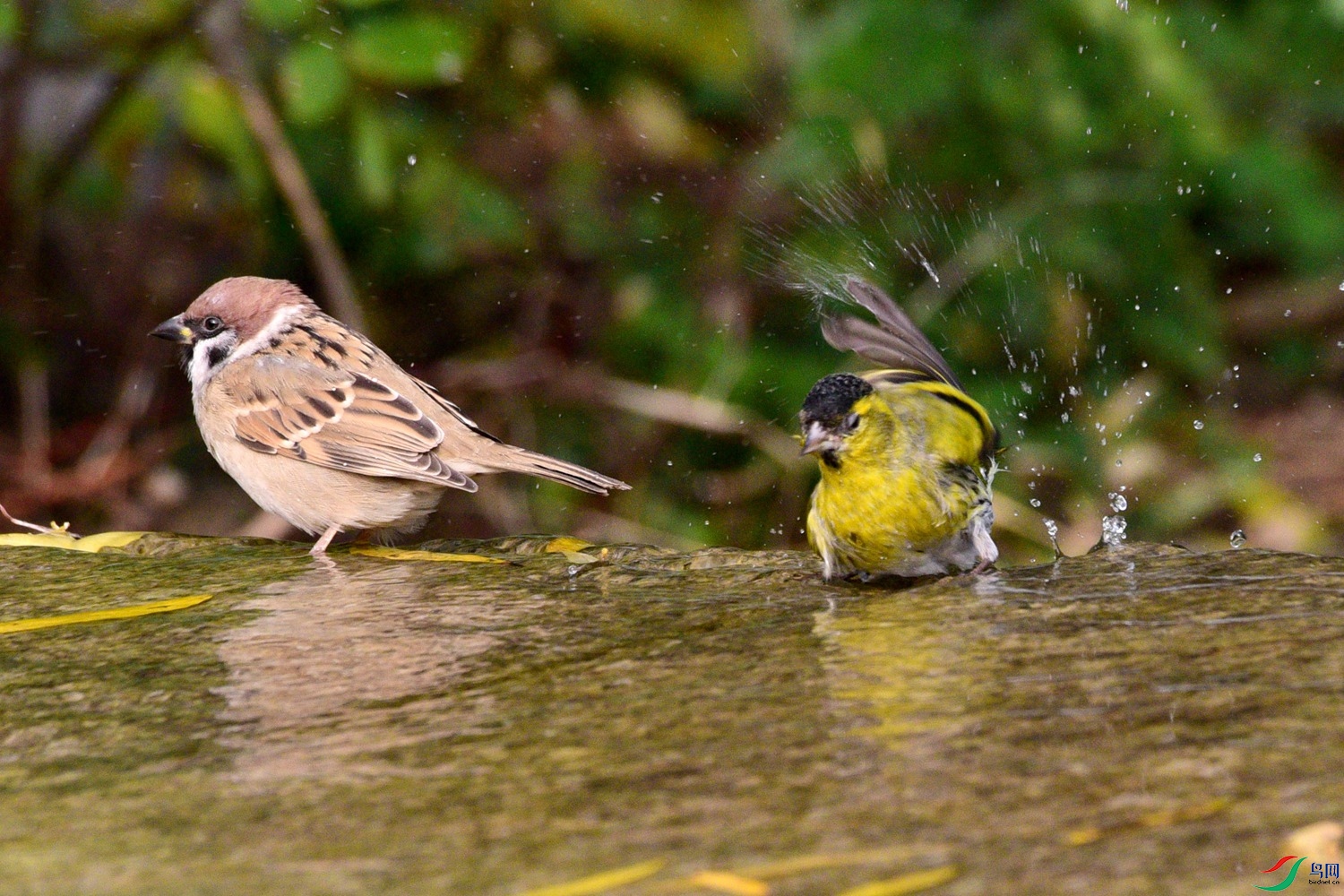 DSC_6339.JPG