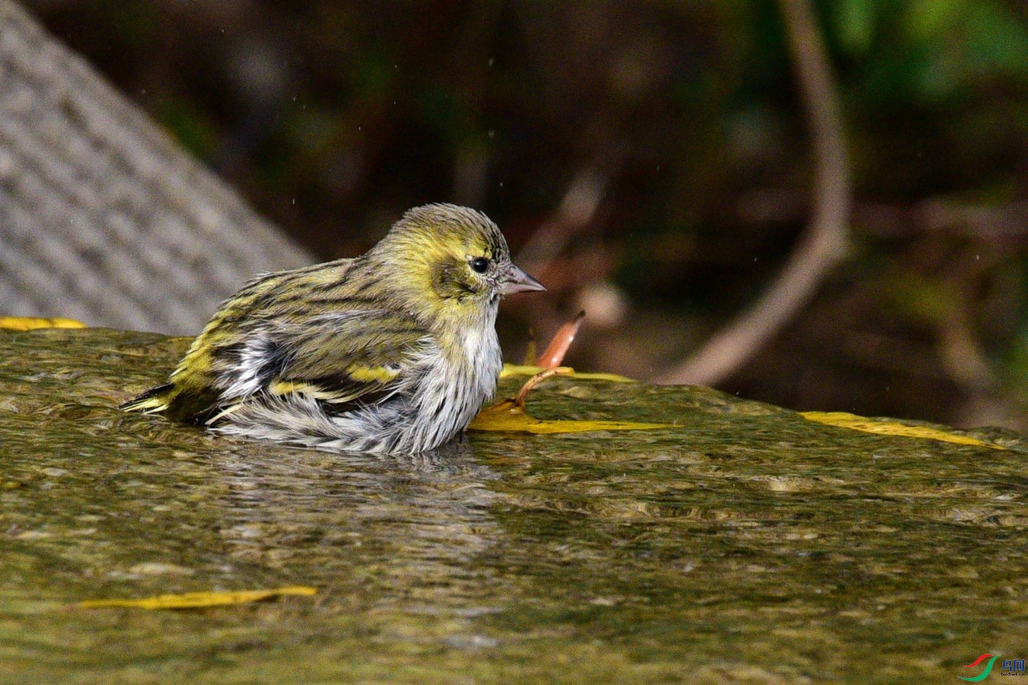 DSC_6438.JPG