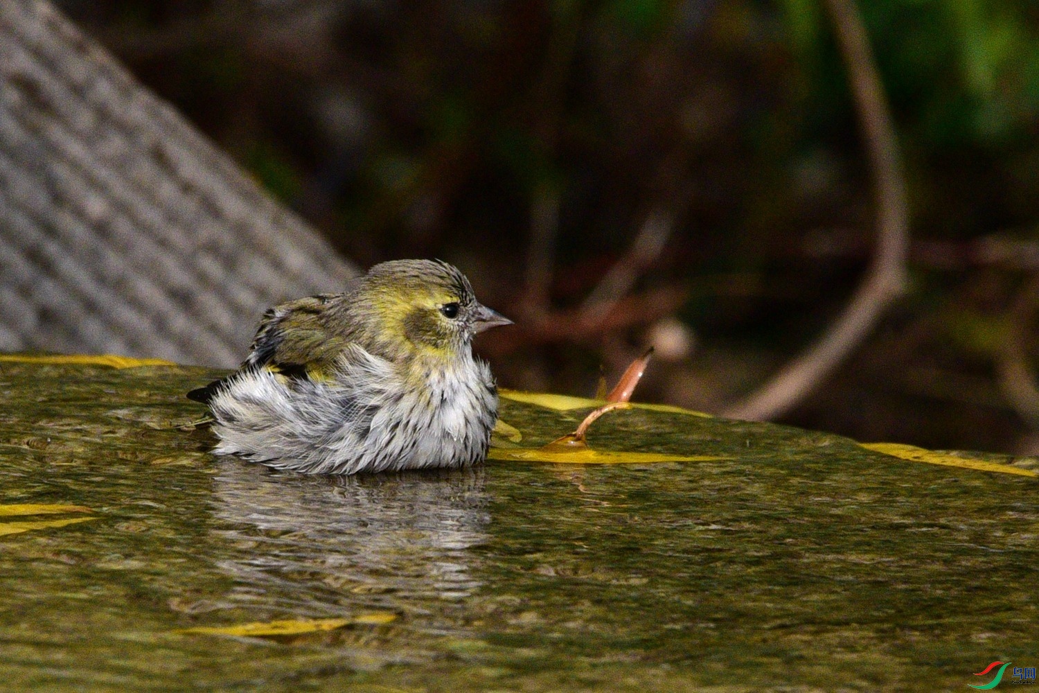 DSC_6436.JPG
