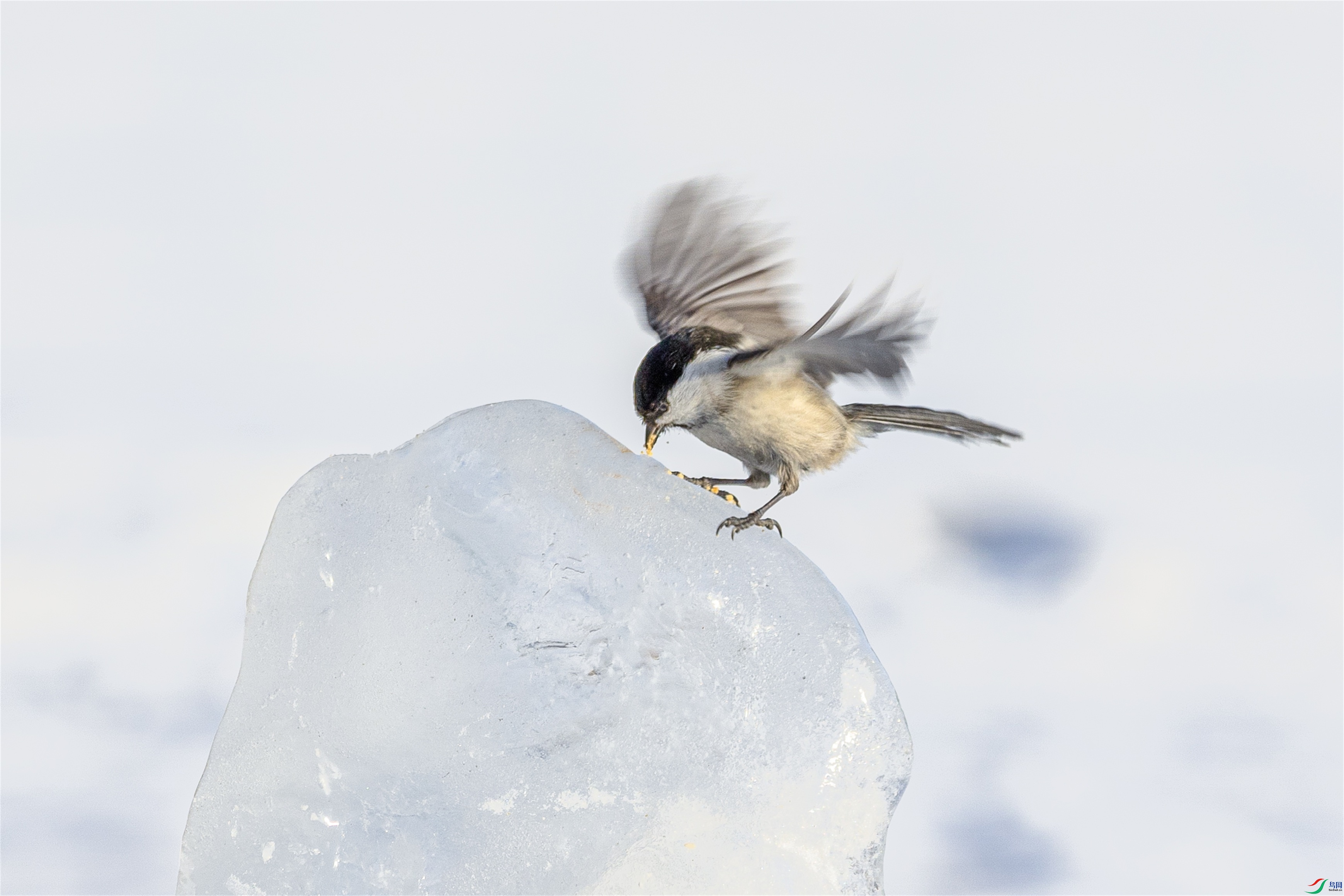 1K3A3084 ����1.jpg