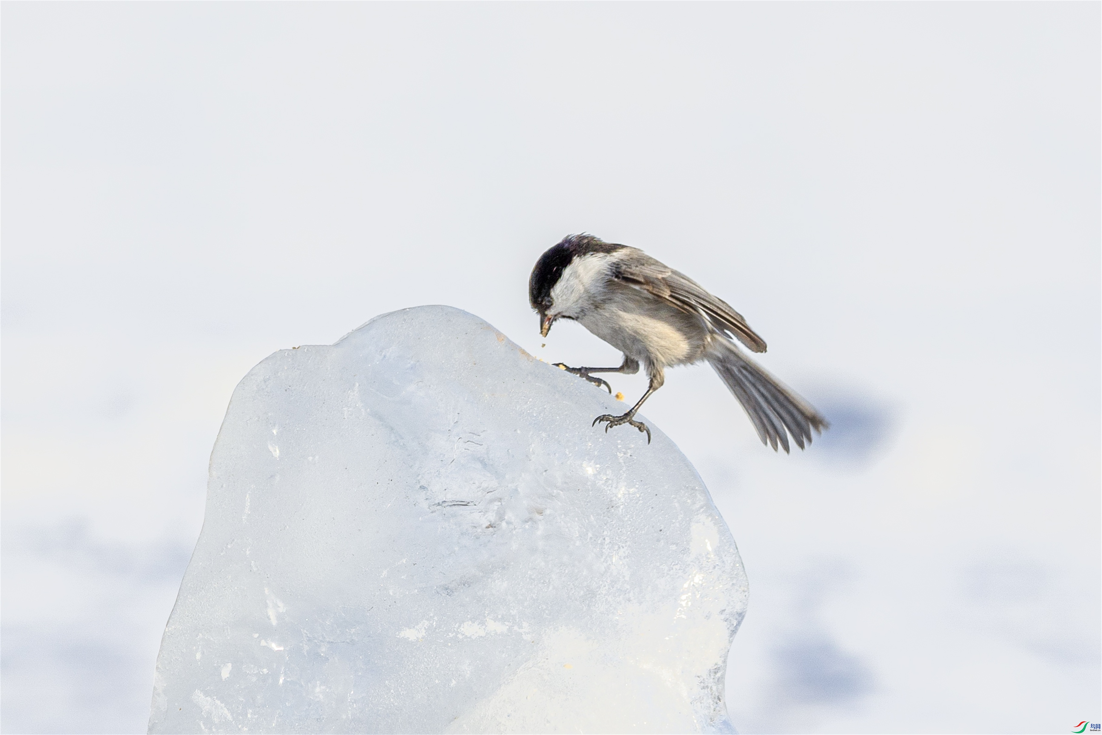 1K3A3085 ����1.jpg