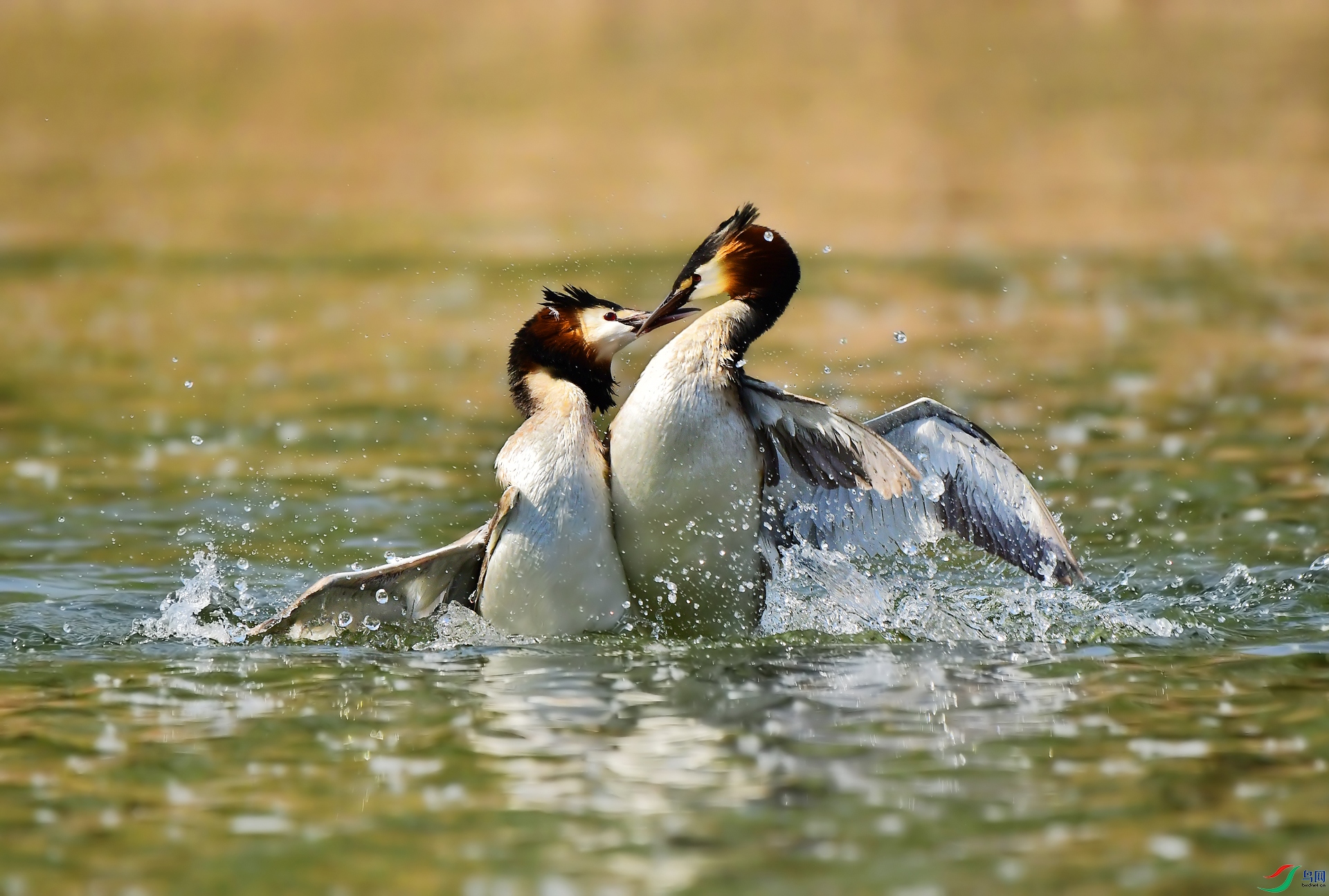 DSC_0835 ����.jpg