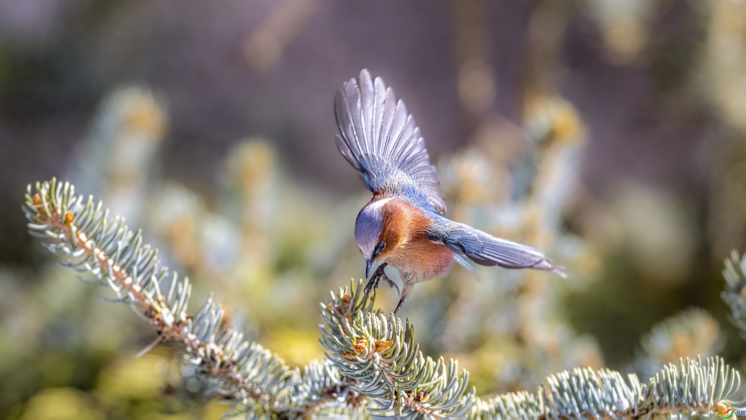 ÿ�ռ��� ֦ͷ�Ų� ���� wh�ϳ� ����.jpg