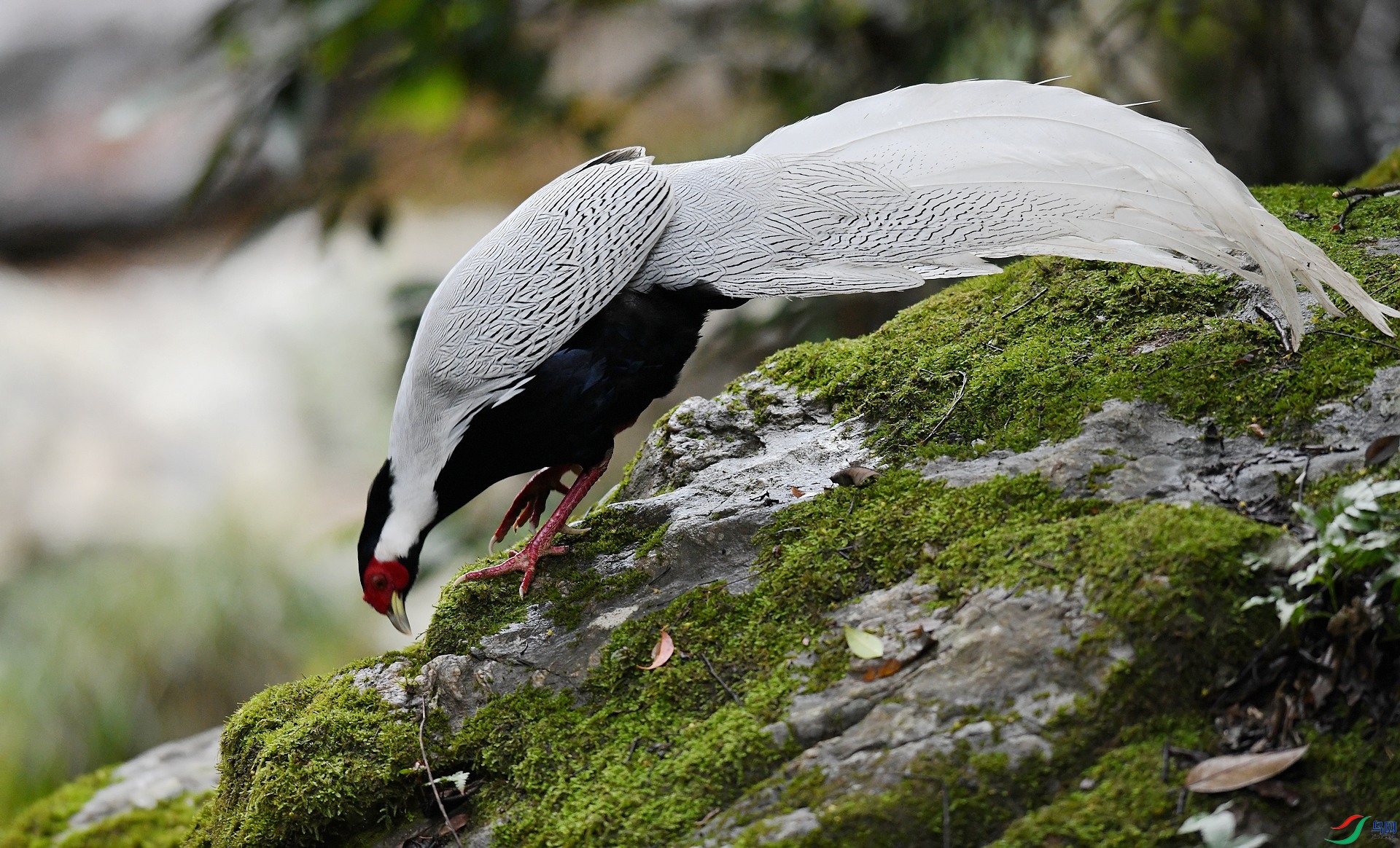 DSC_2482.jpg