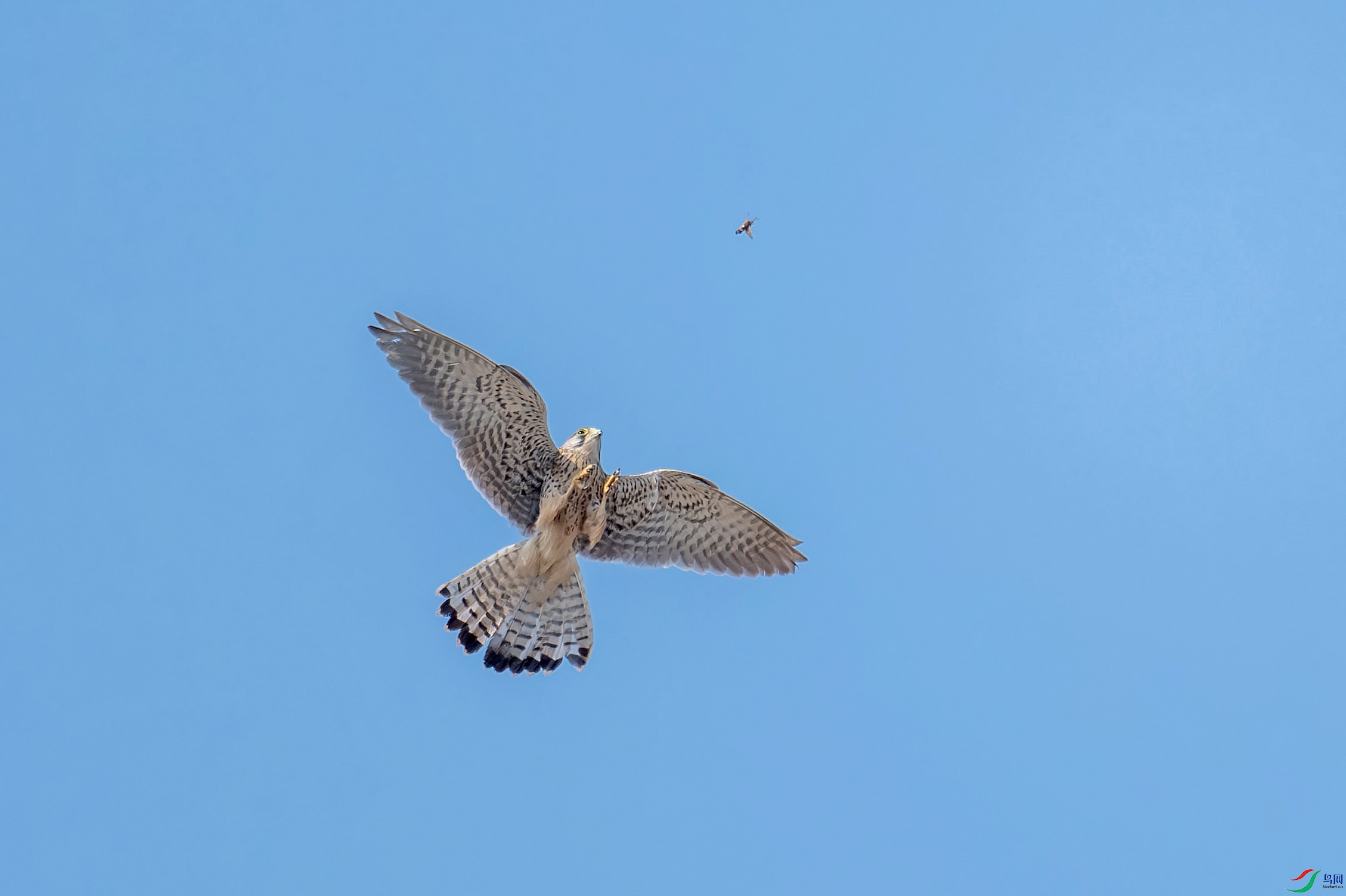 DSC_6100.jpg