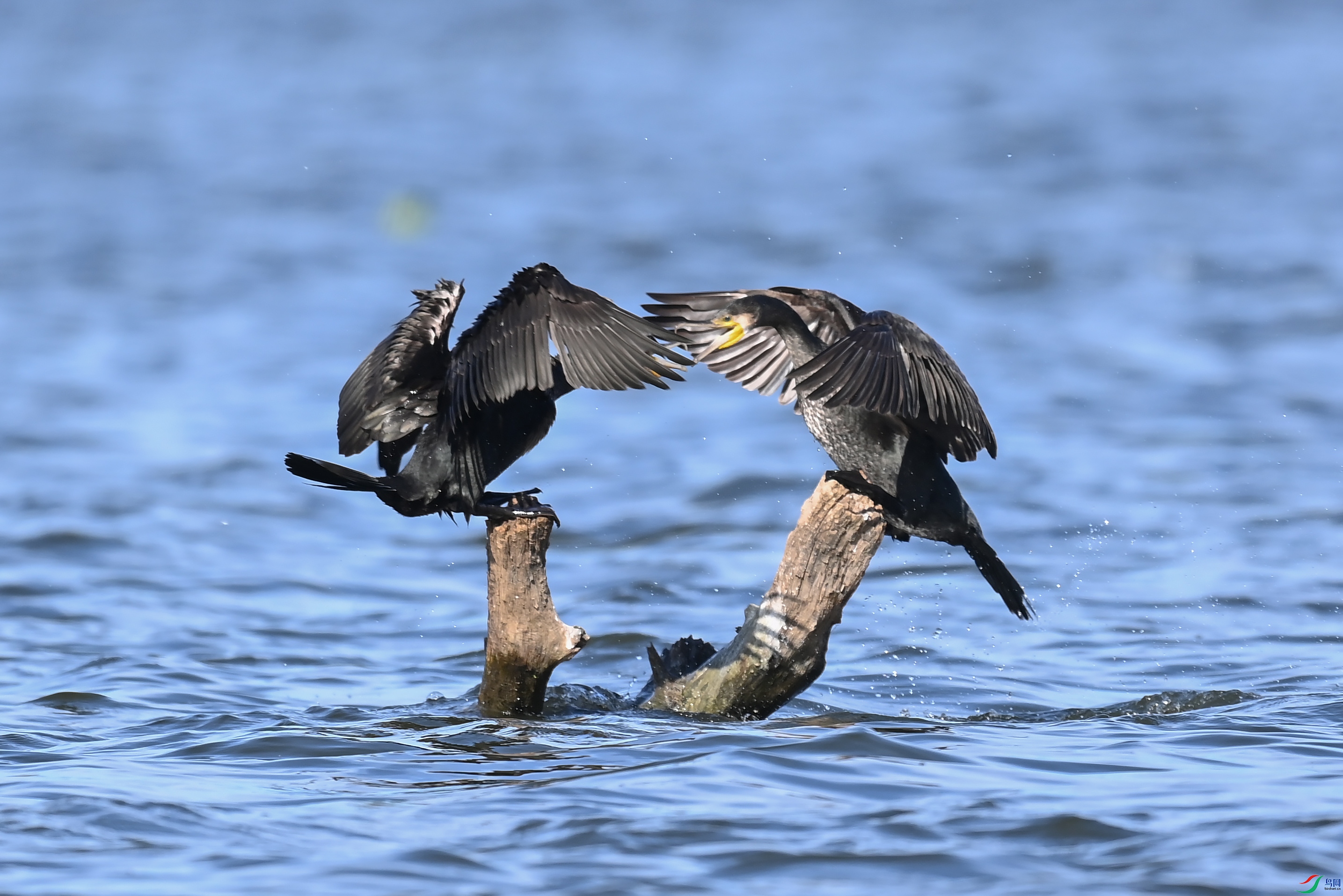 DSC_4571 ����.jpg