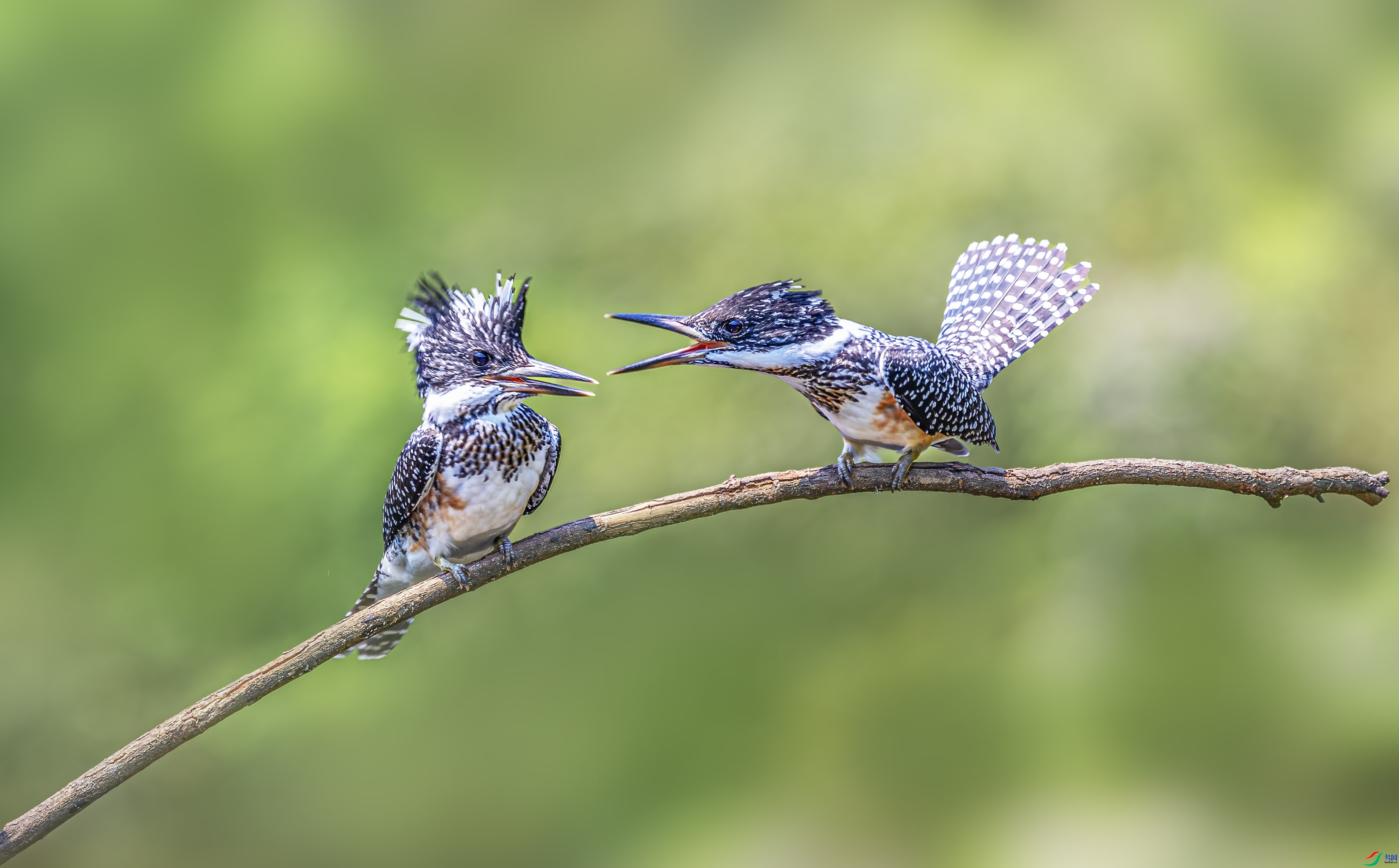 ��ֻ���㹷��Ϸ ���� ����.jpg