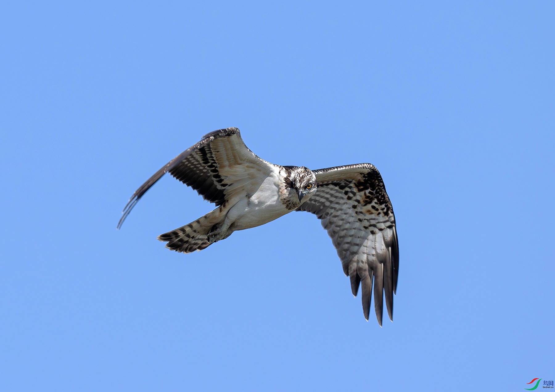 DSC_2303f.jpg