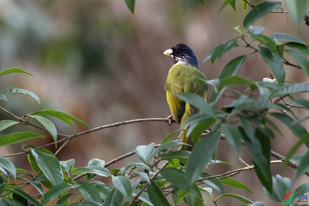 ��ȸ����