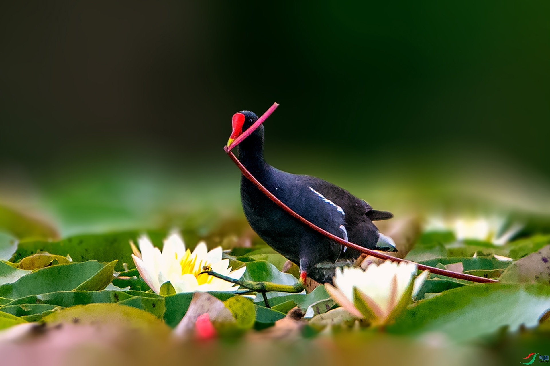 _AUU6113����æ(24.6.28).jpg