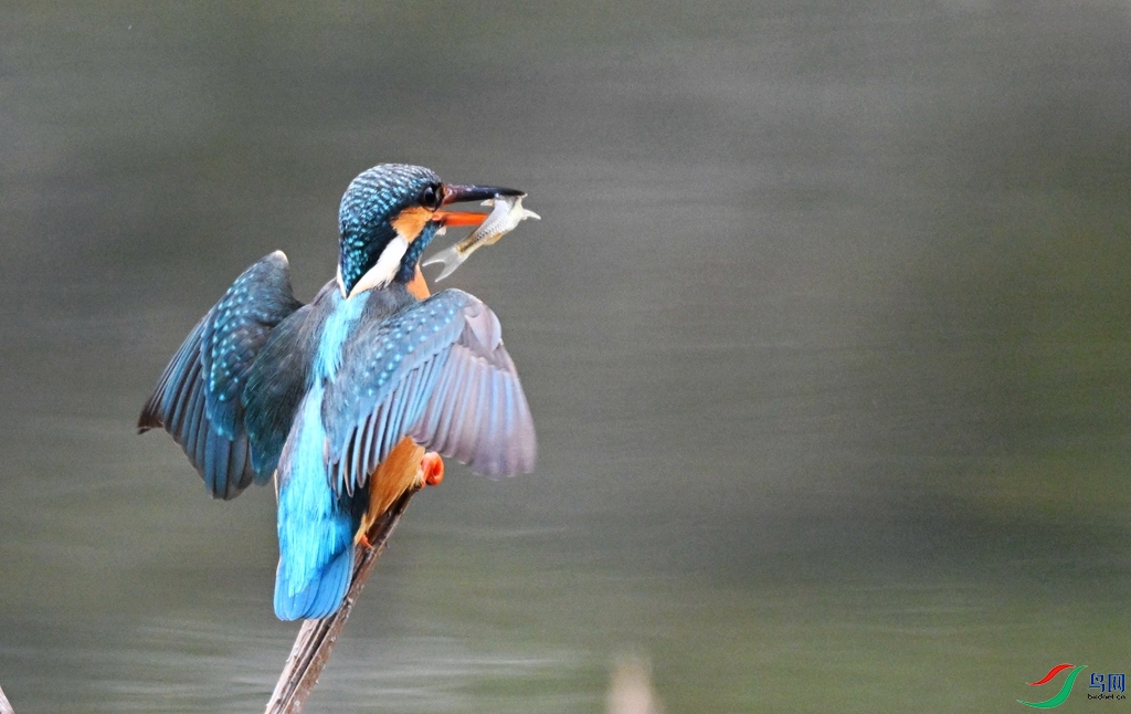DSC_8726.JPG