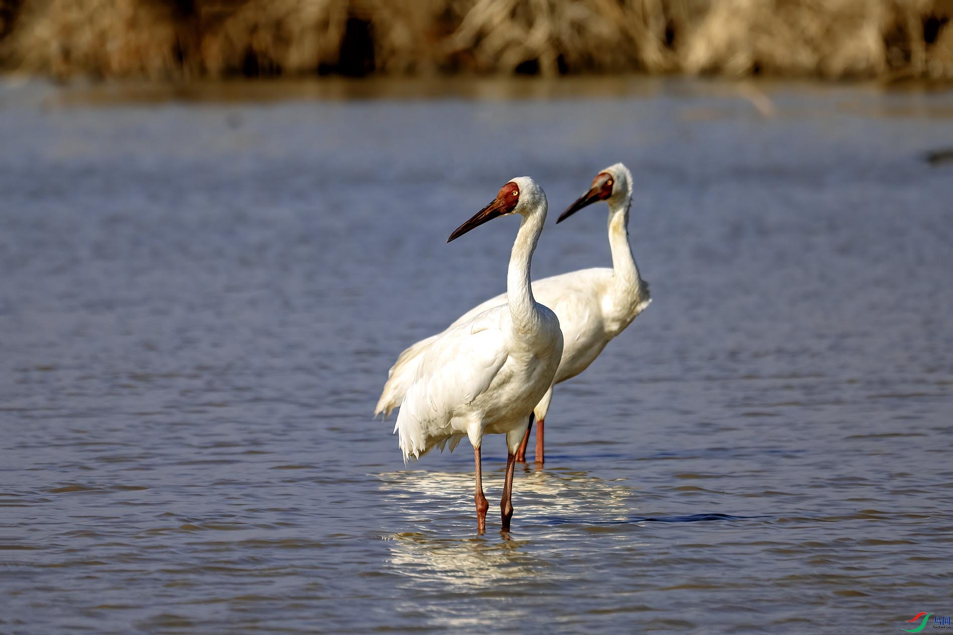 ۶�����İ׺�