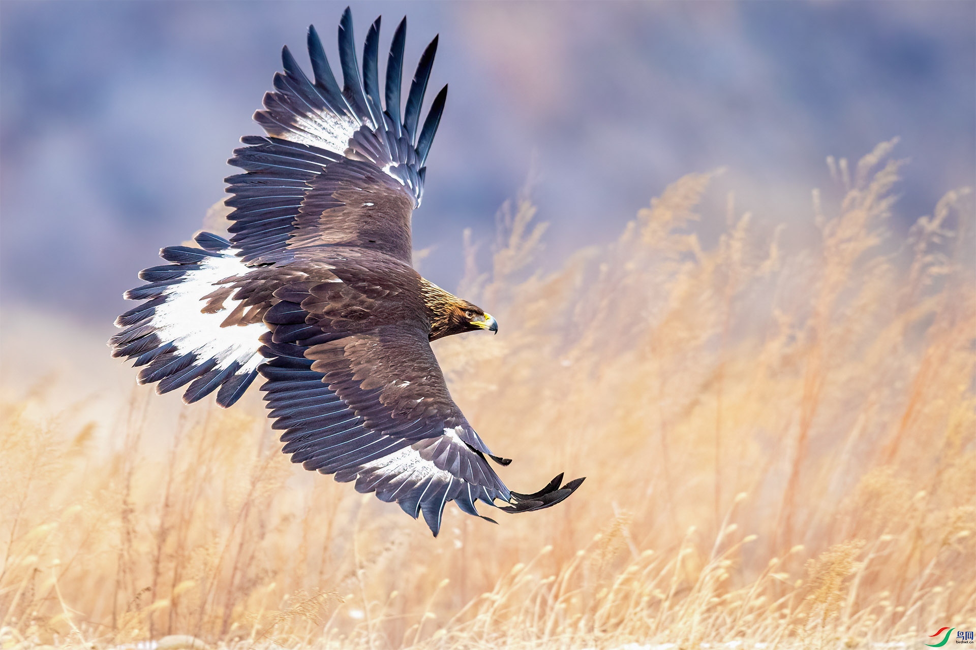 BO1I7790-1-1.jpg