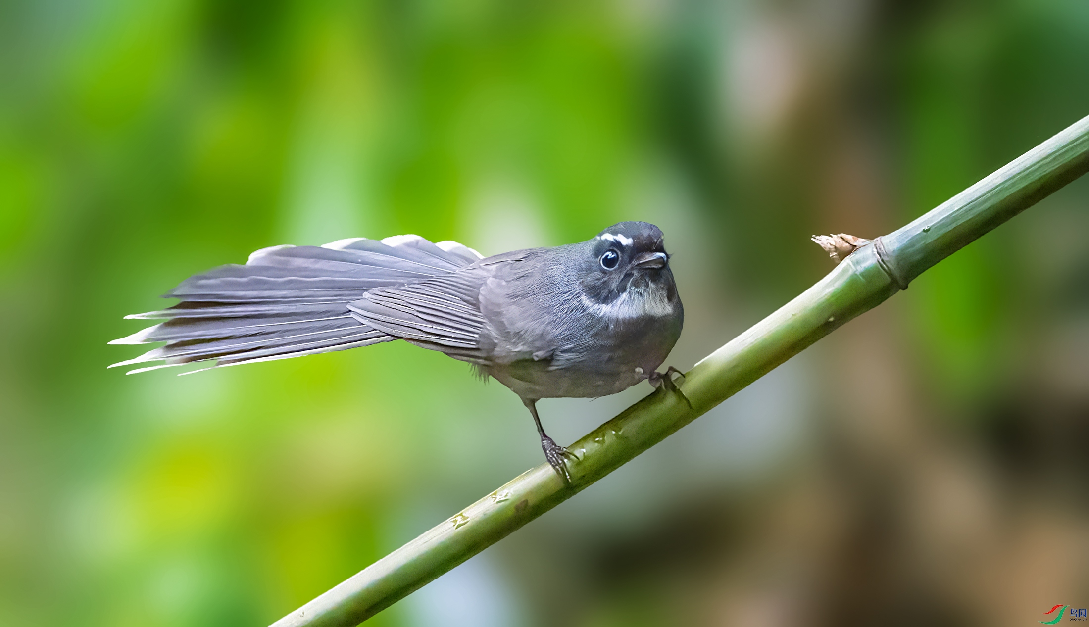 �׺���β�l