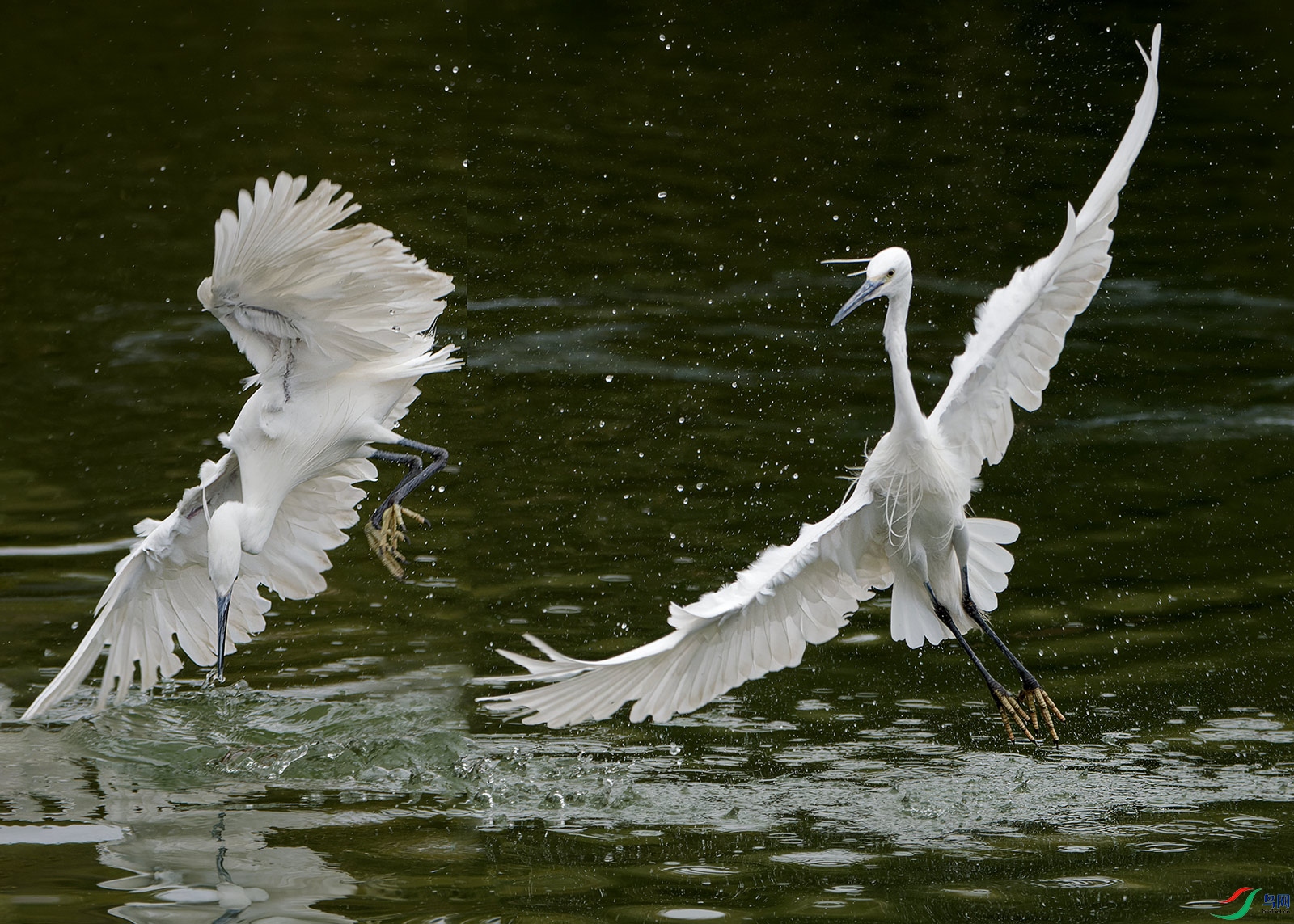 DSC_6279.jpg