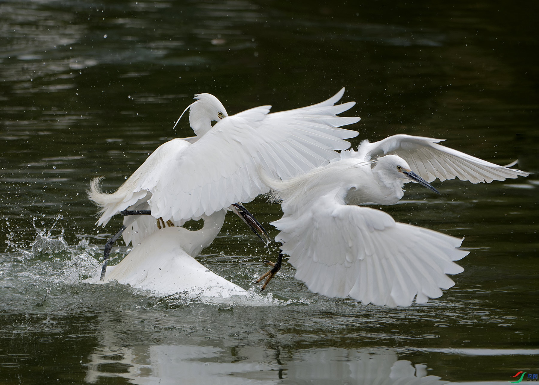 DSC_6308.jpg