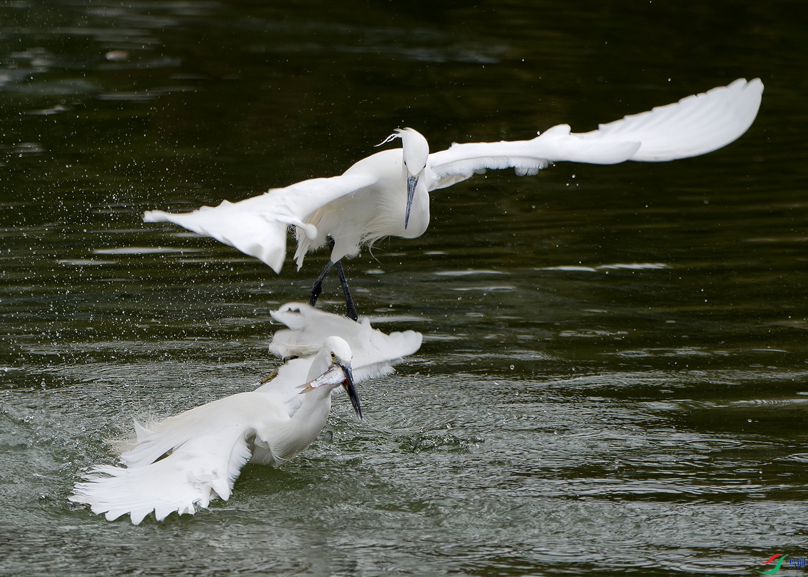 DSC_6313.jpg