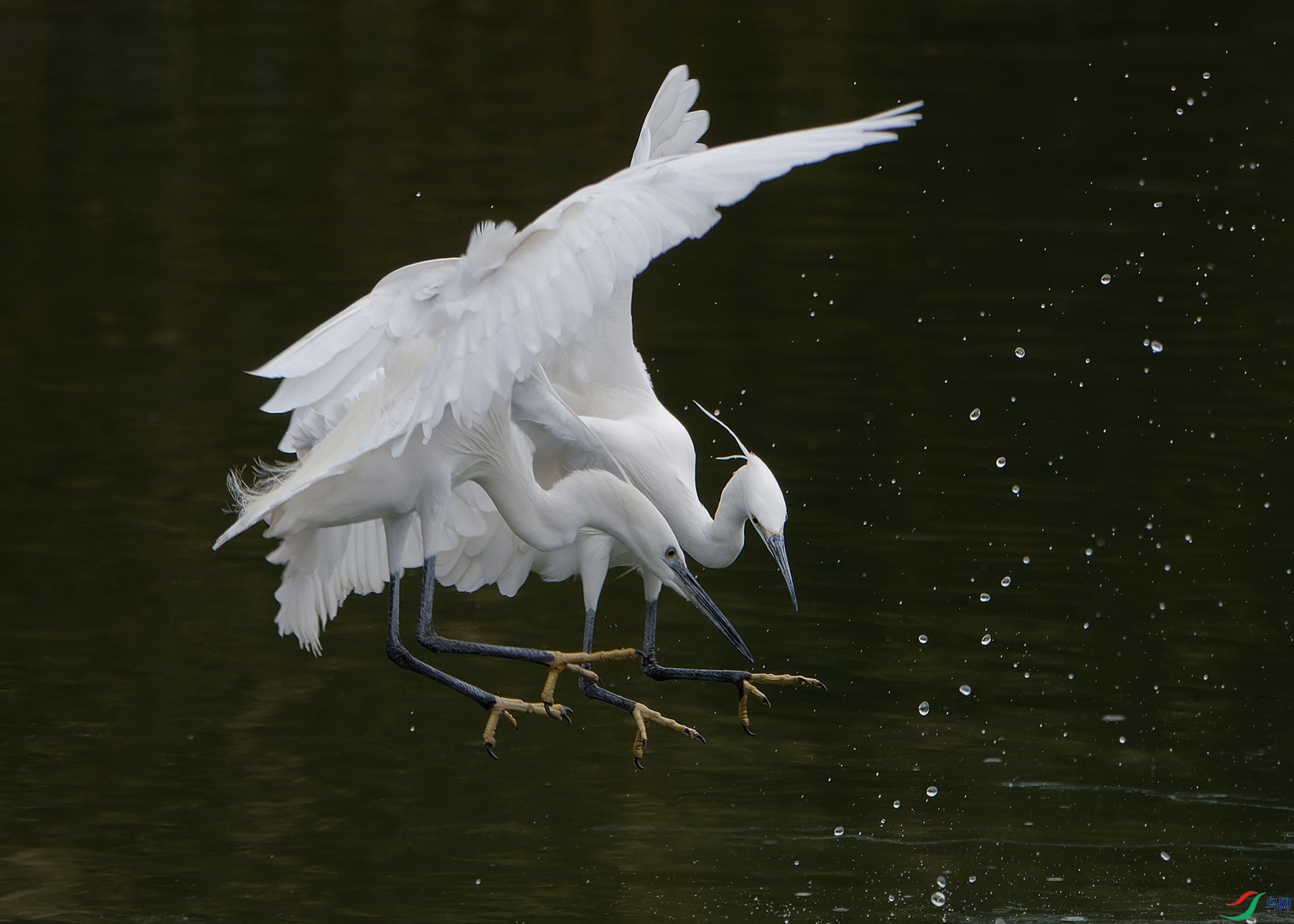 DSC_6328.jpg
