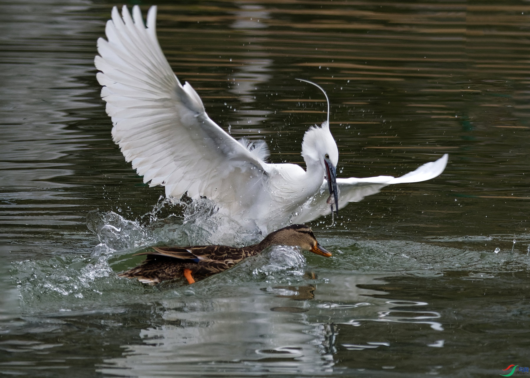 DSC_6400.jpg
