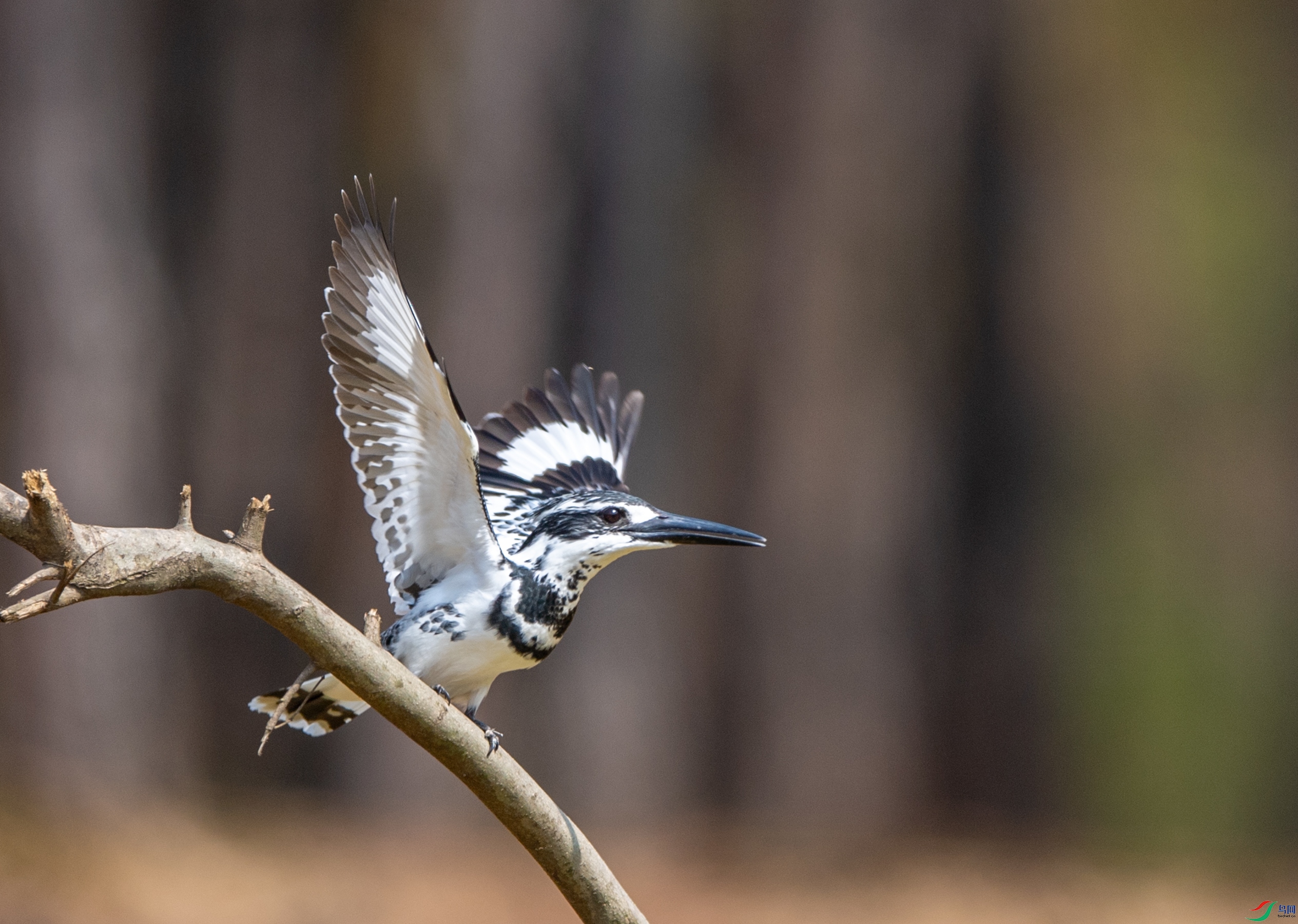 DSC_8818���㹷.JPG