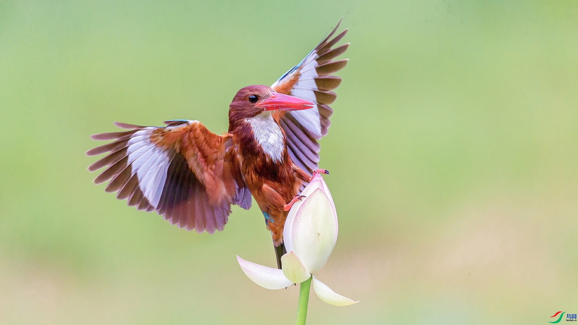 3.1�ƽ�Ҷ��ʦ��Ʒ   ������䡪��վ�� ��ף���ٻ����Ѿ�����.jpg