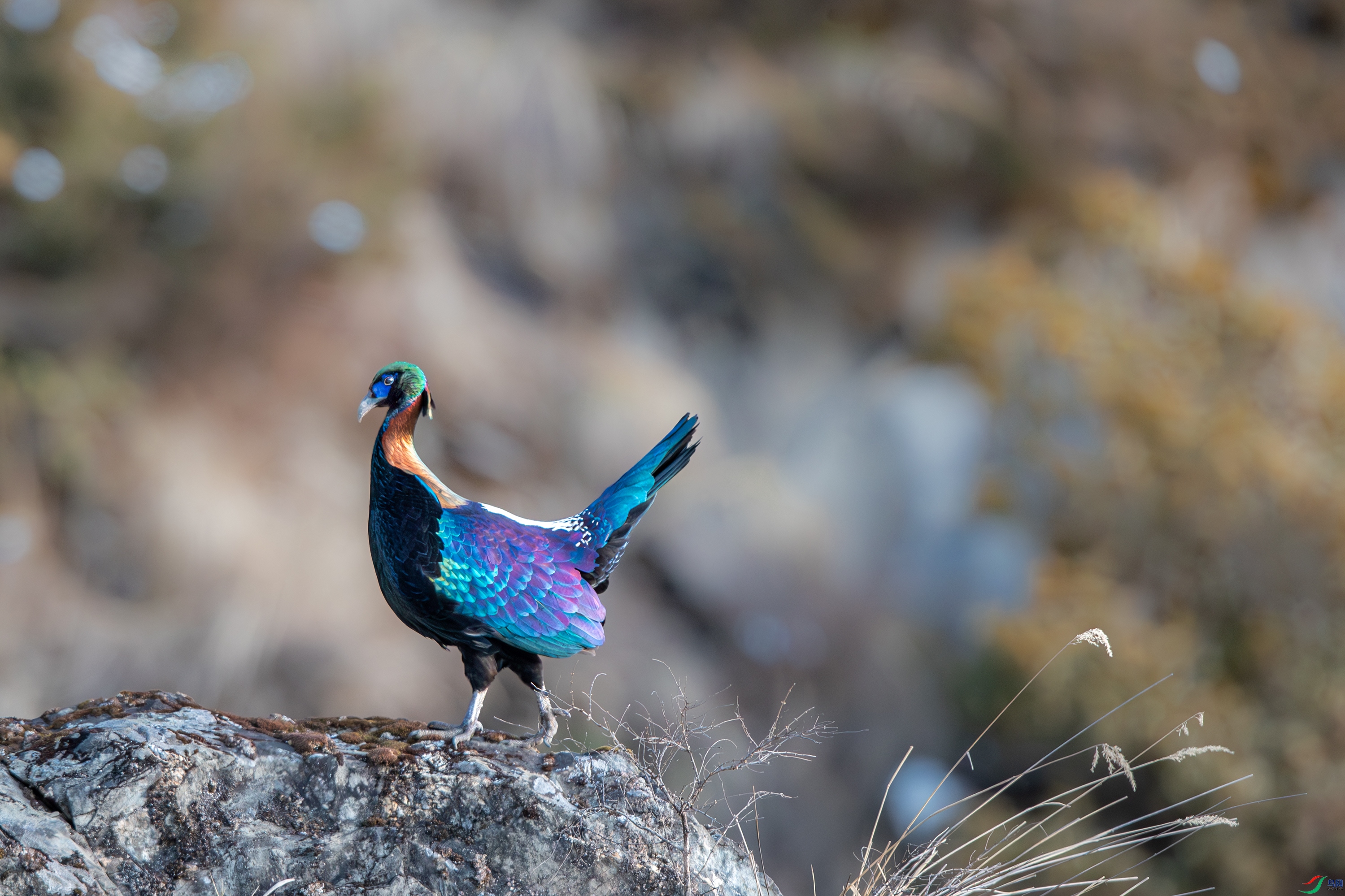 AY8I2432-����ǿ-NR ����.jpg