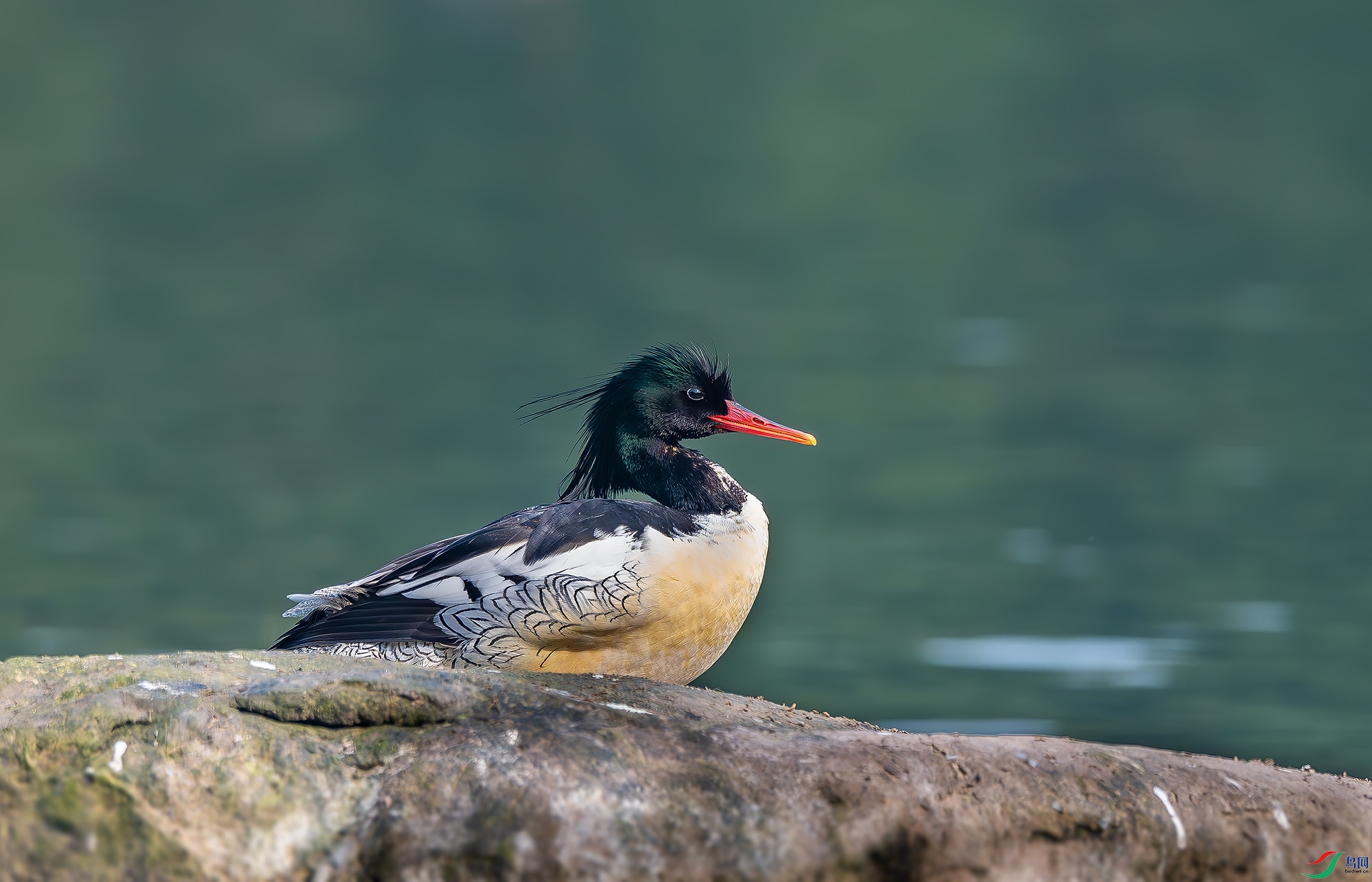 DSC_0452.jpg
