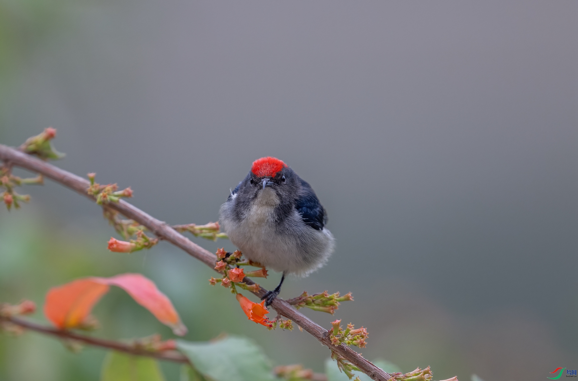 DSC_9003.jpg