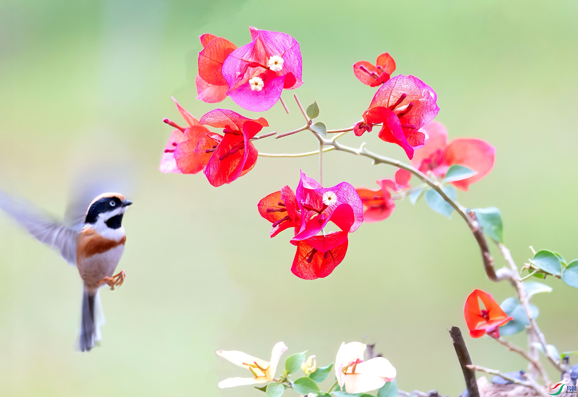 060A2416 ����-Sha---1 .jpg