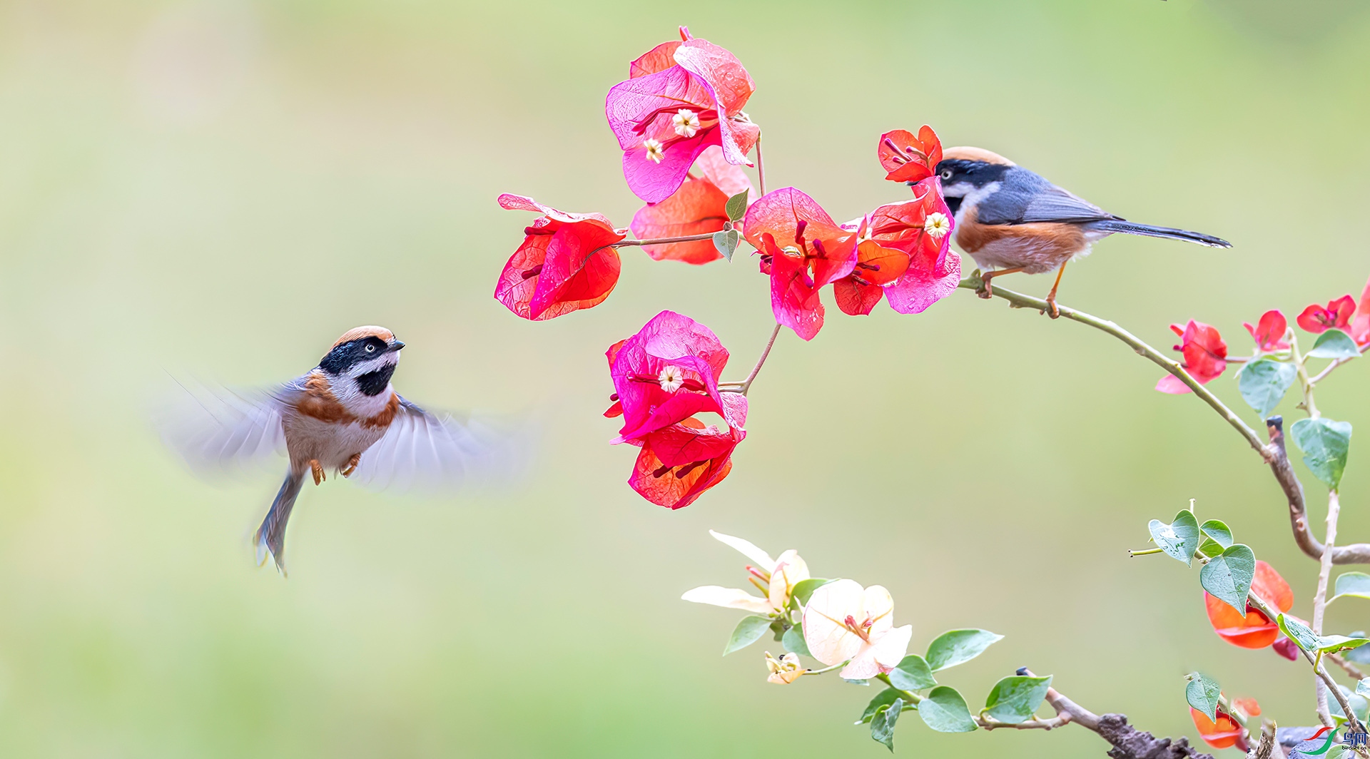 060A2578 ����-Sha---1 .jpg