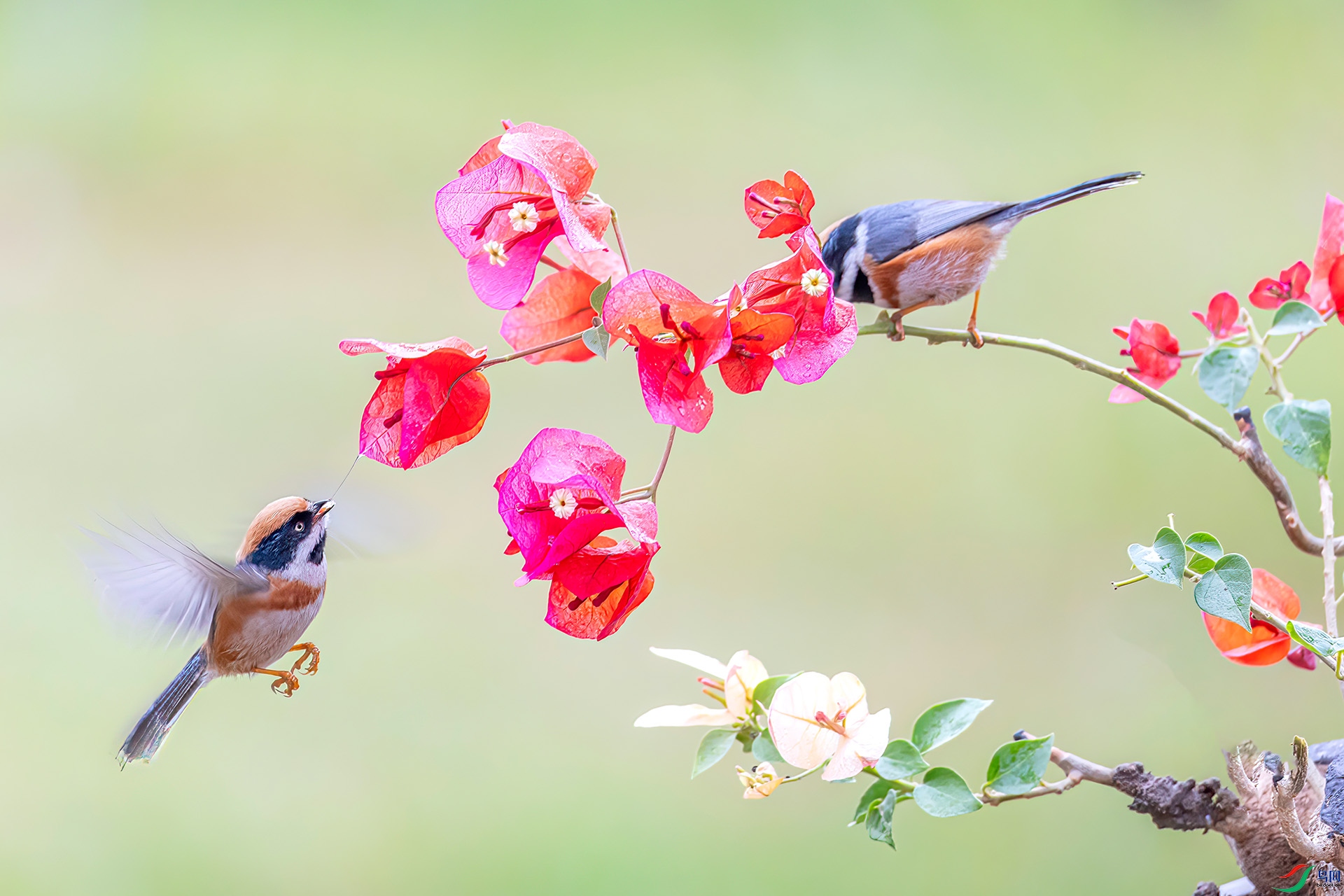 060A2597 ����-Sh---1 .jpg