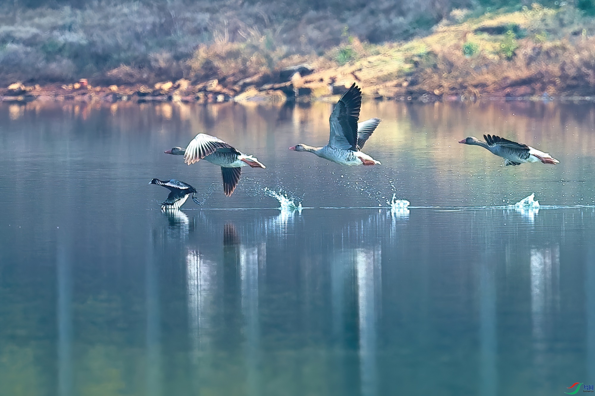 ������Ӱ