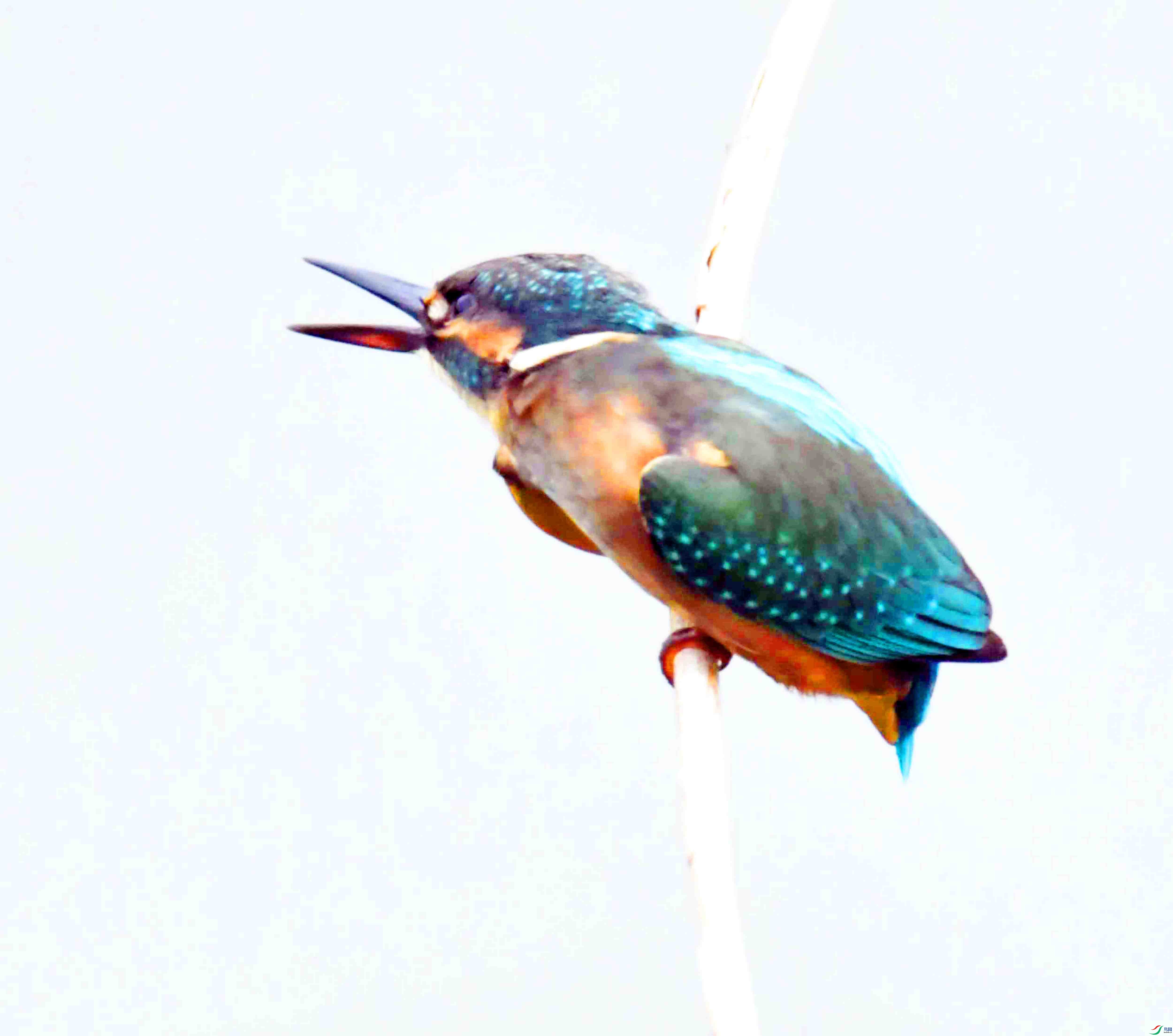 DSC_9625.JPG
