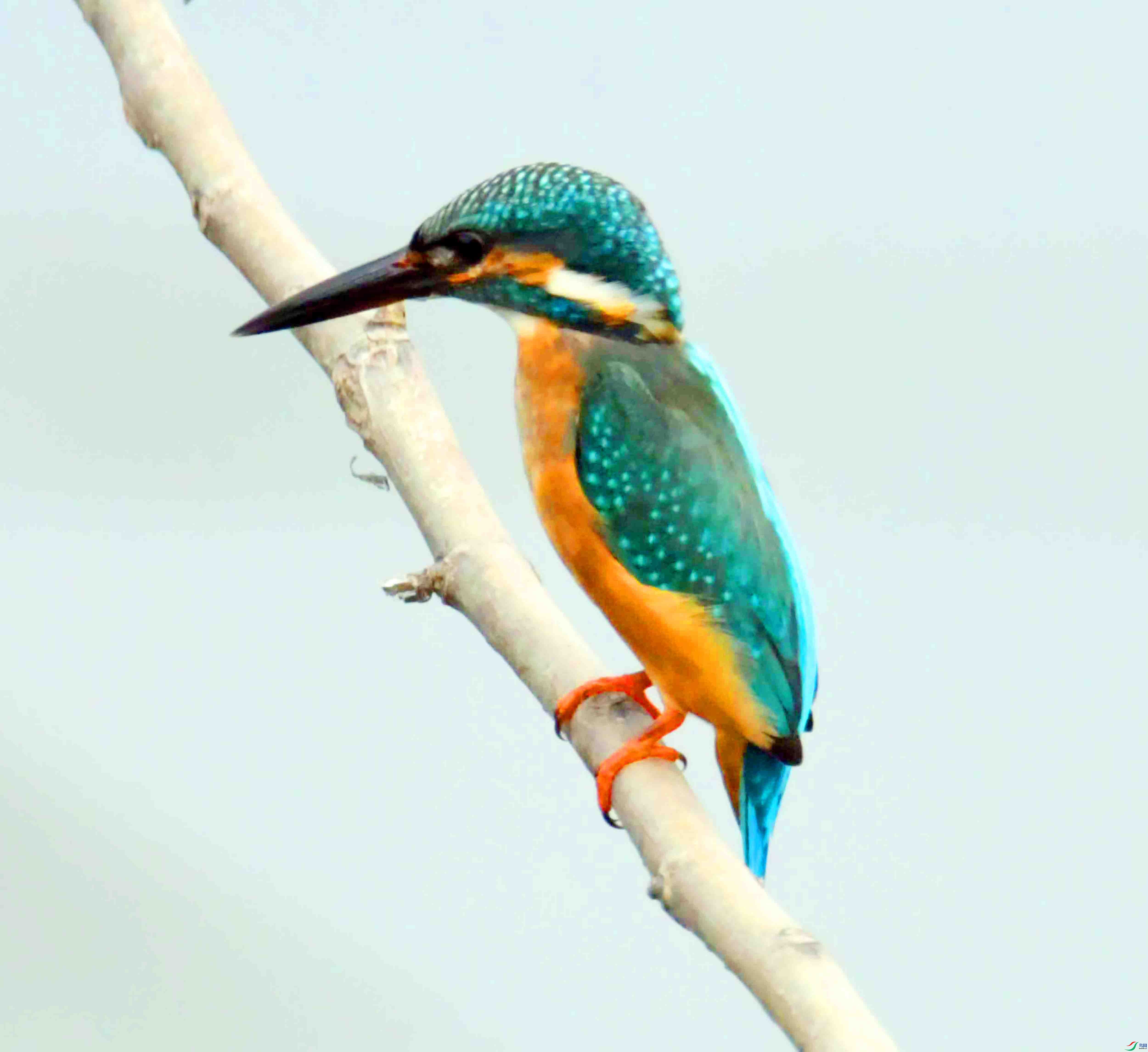 DSC_9647.JPG