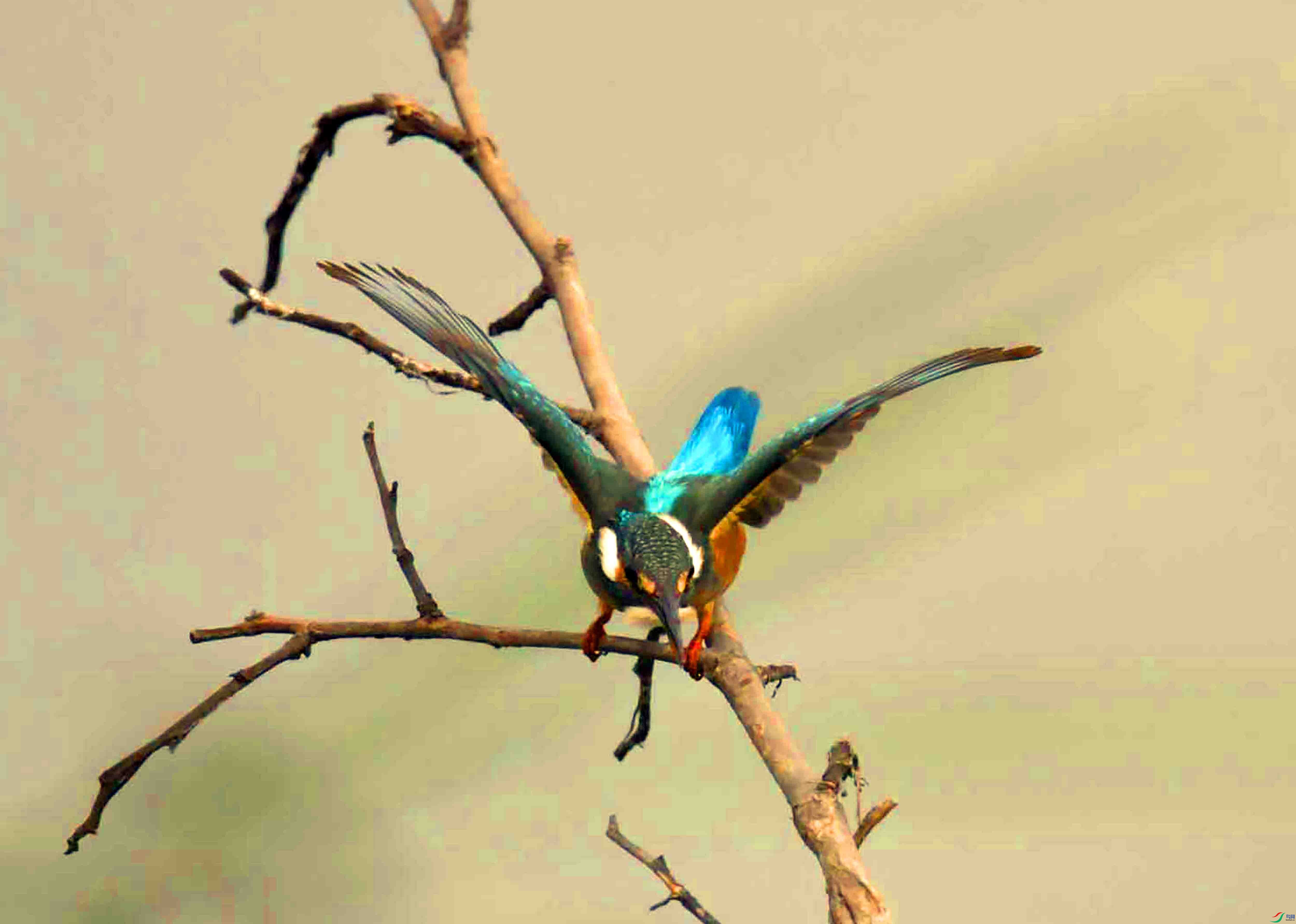 DSC_9690.JPG