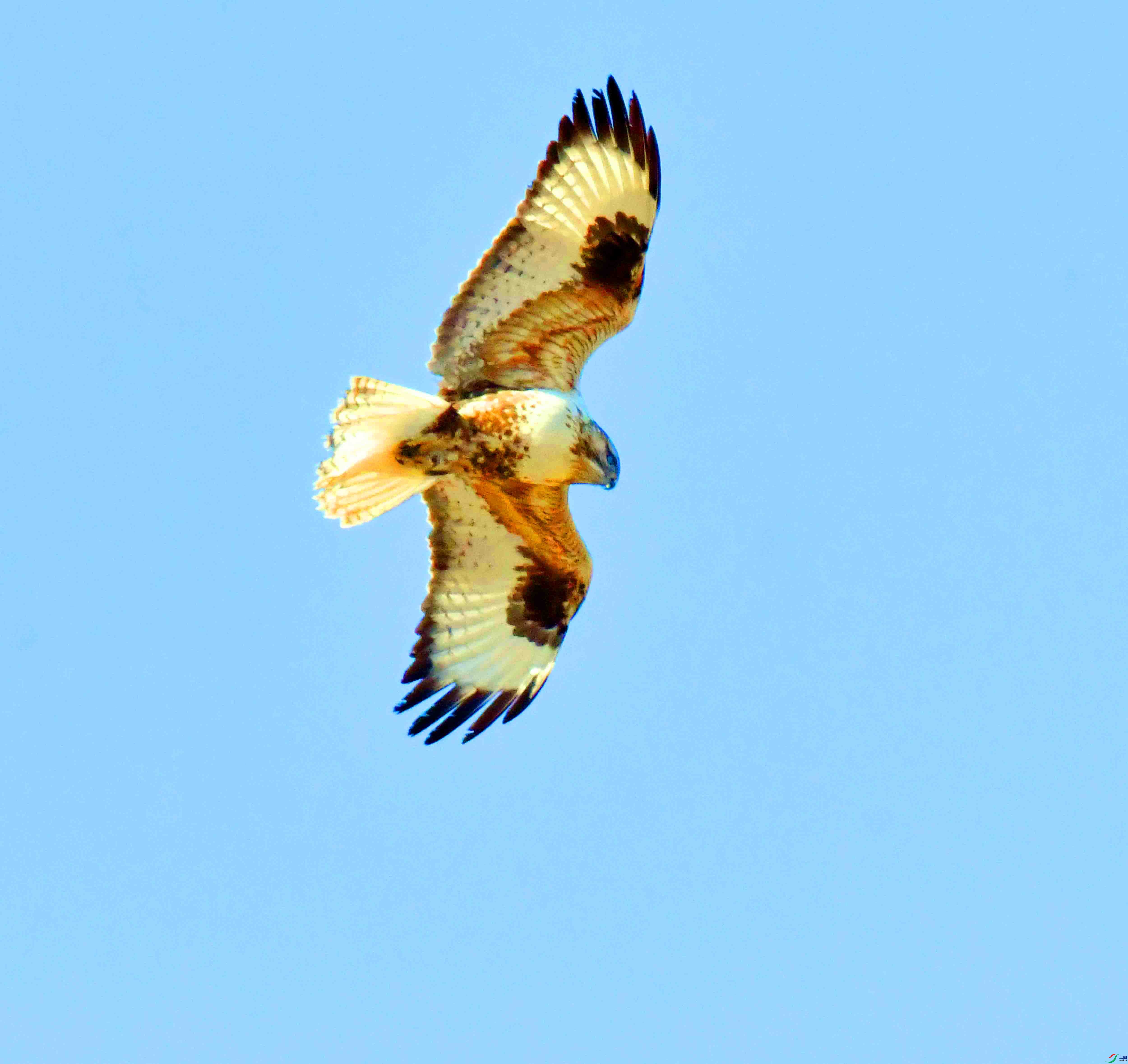 DSC_5290.JPG