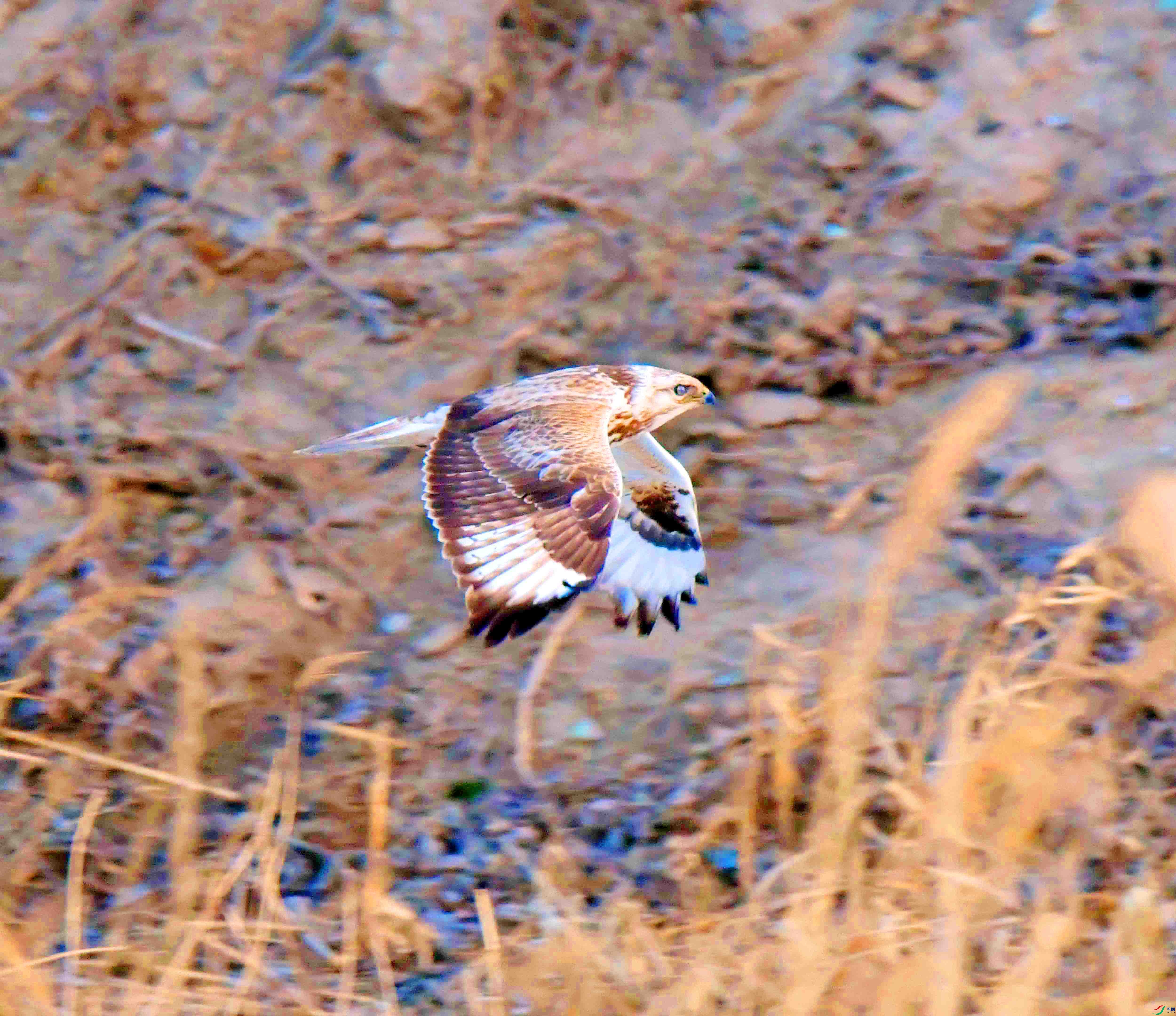 DSC_6515.JPG