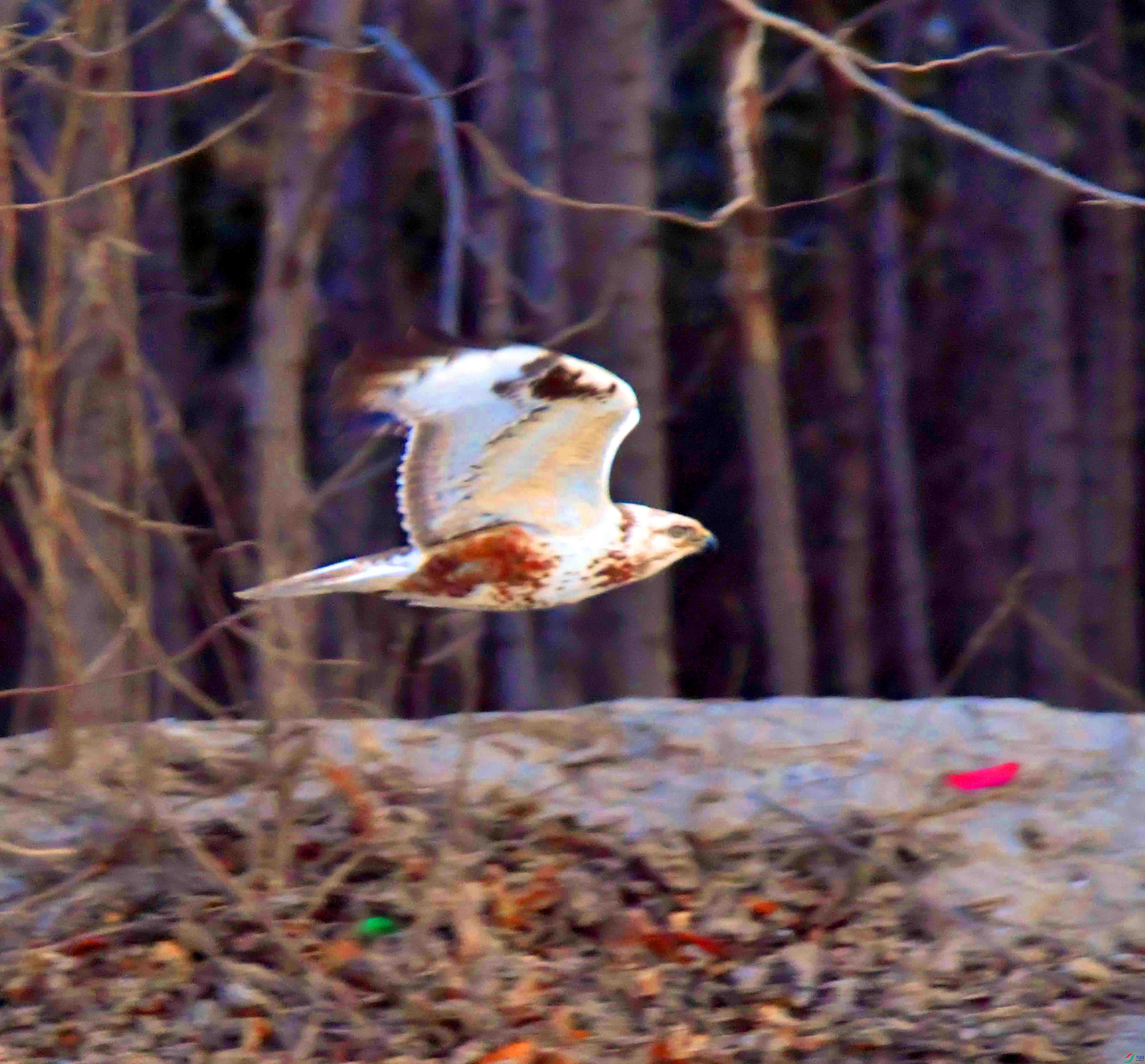 DSC_6518.JPG