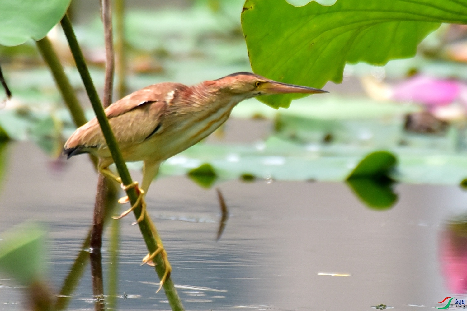 DSC_7685.JPG
