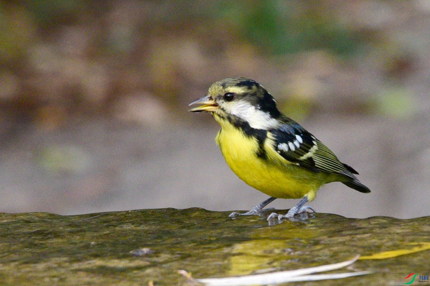 DSC_6516.JPG
