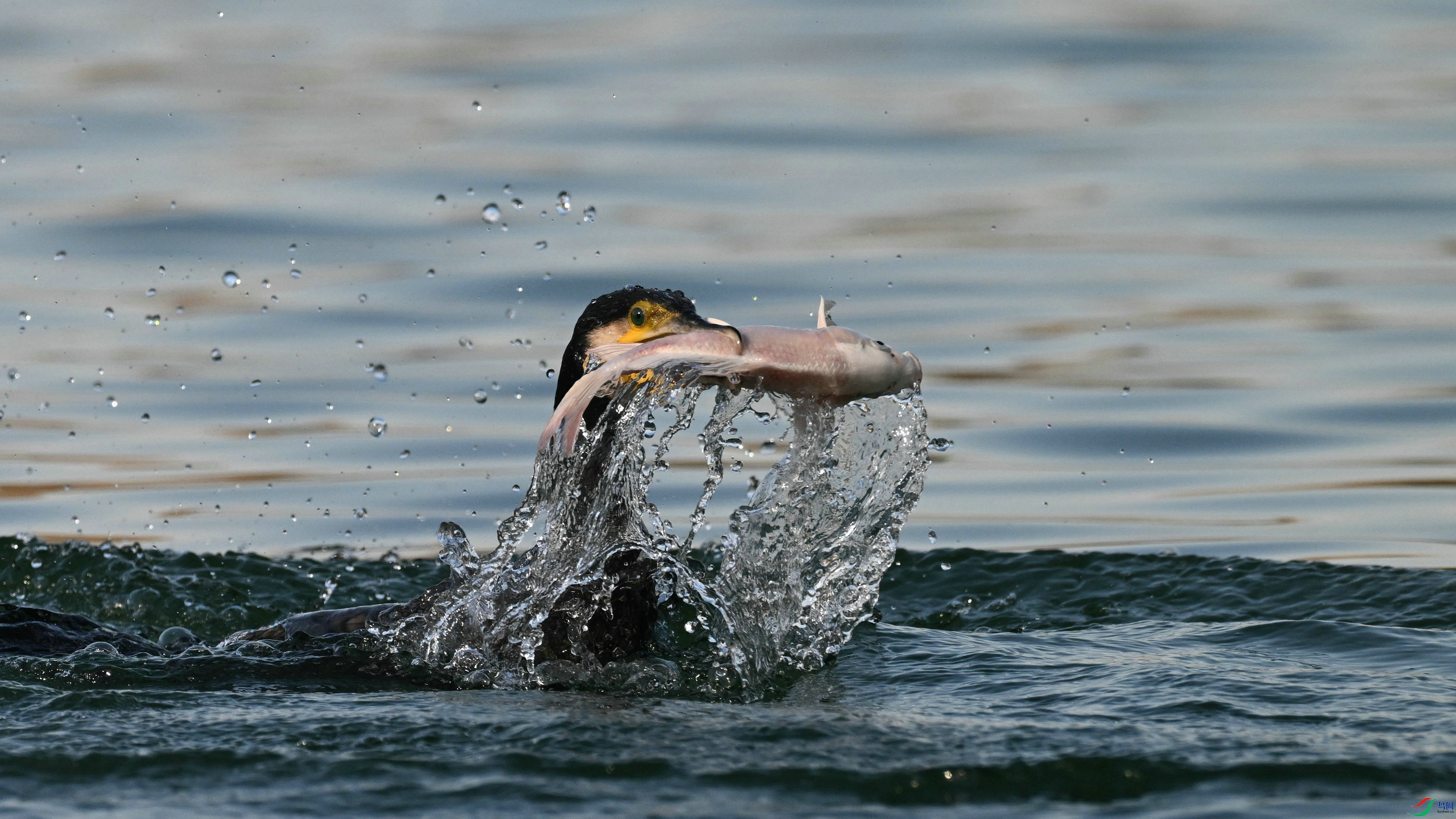 DSC_6980.JPG