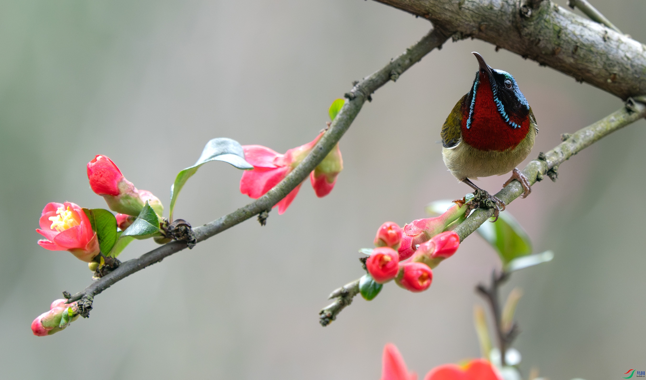 DSC_2906-����ǿ-NR ����.jpg