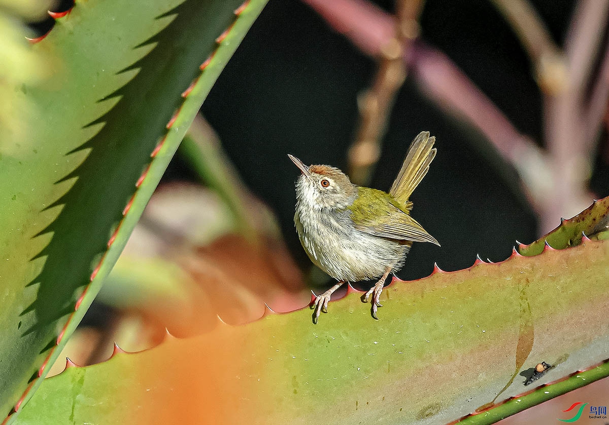DSC_6371.jpg